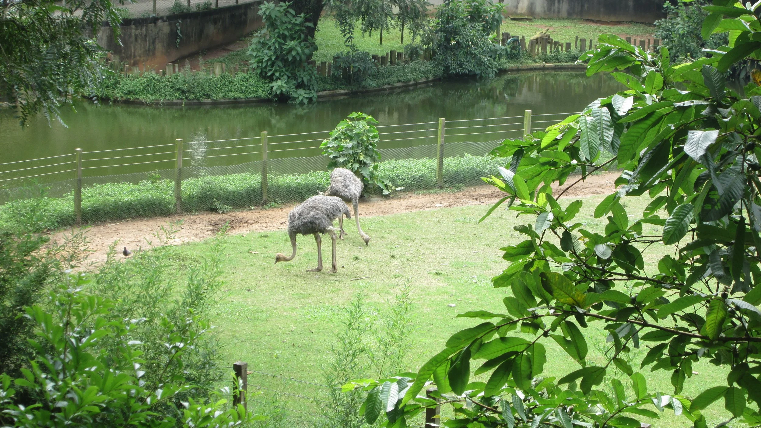 Pássaros grandes e pelados, possivelmente emas, em um parque ou área natural com arbustos, árvores e um rio ou lago ao fundo.