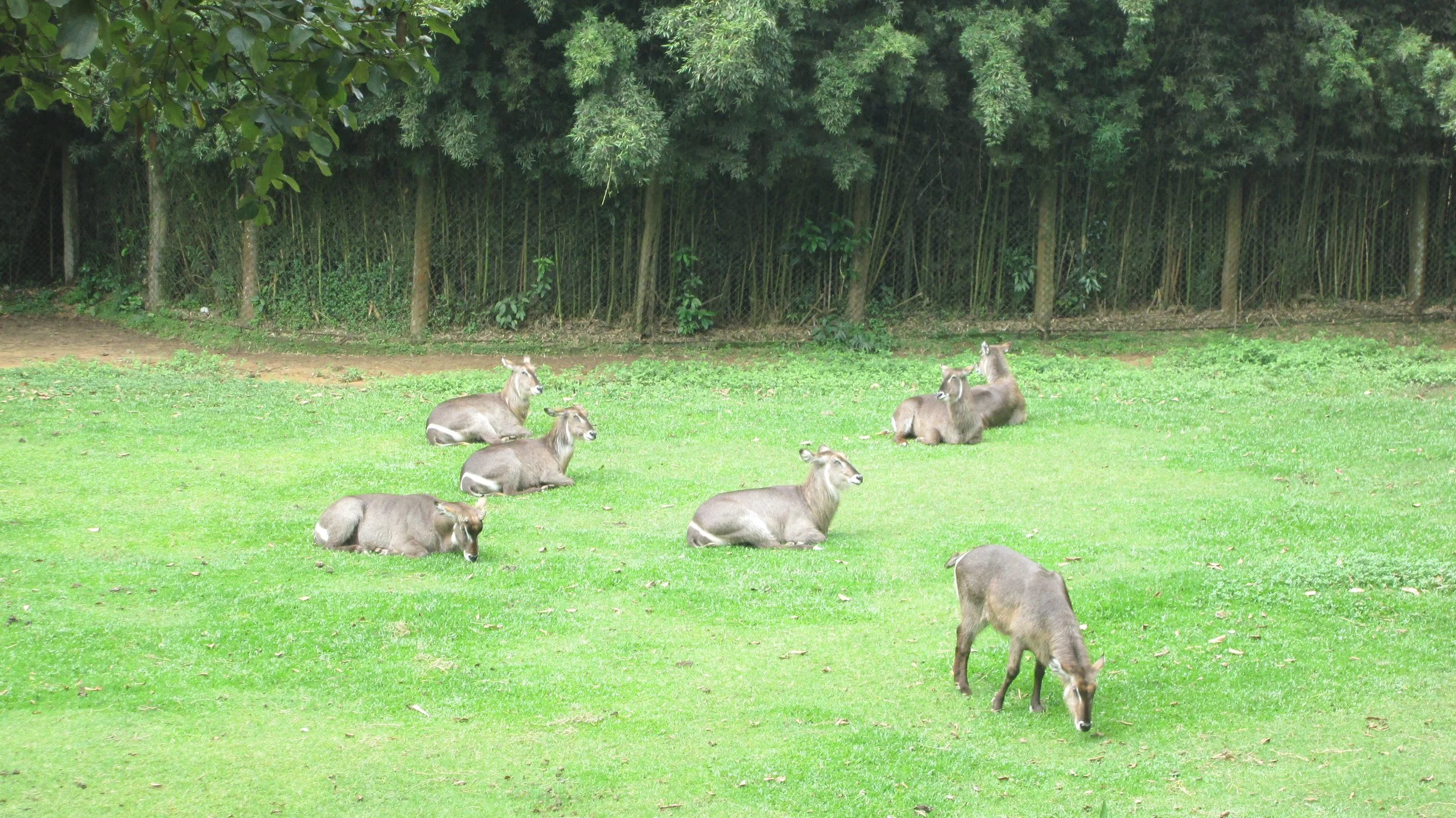 Anglo-Araras-Zoo-São-Paulo-01.12.-15-122.jpg