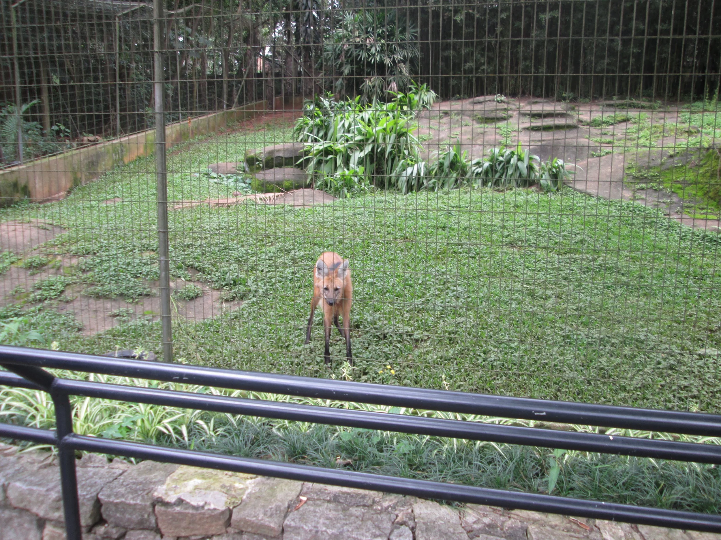 Anglo-Araras-Zoo-São-Paulo-01.12.-15-27.jpg