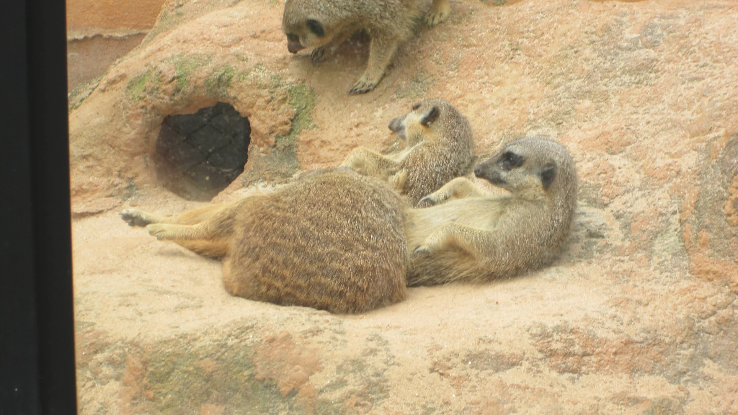 Anglo-Araras-Zoo-São-Paulo-01.12.-15-117.jpg