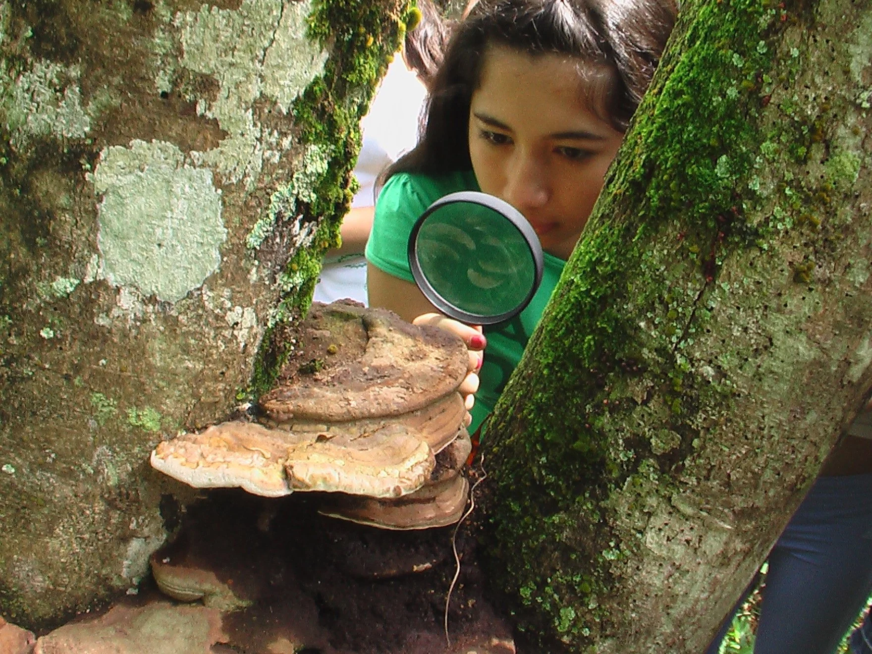 Pessoa observando fungo ou cogumelo gigante em árvore, com lupa, em ambiente de floresta.