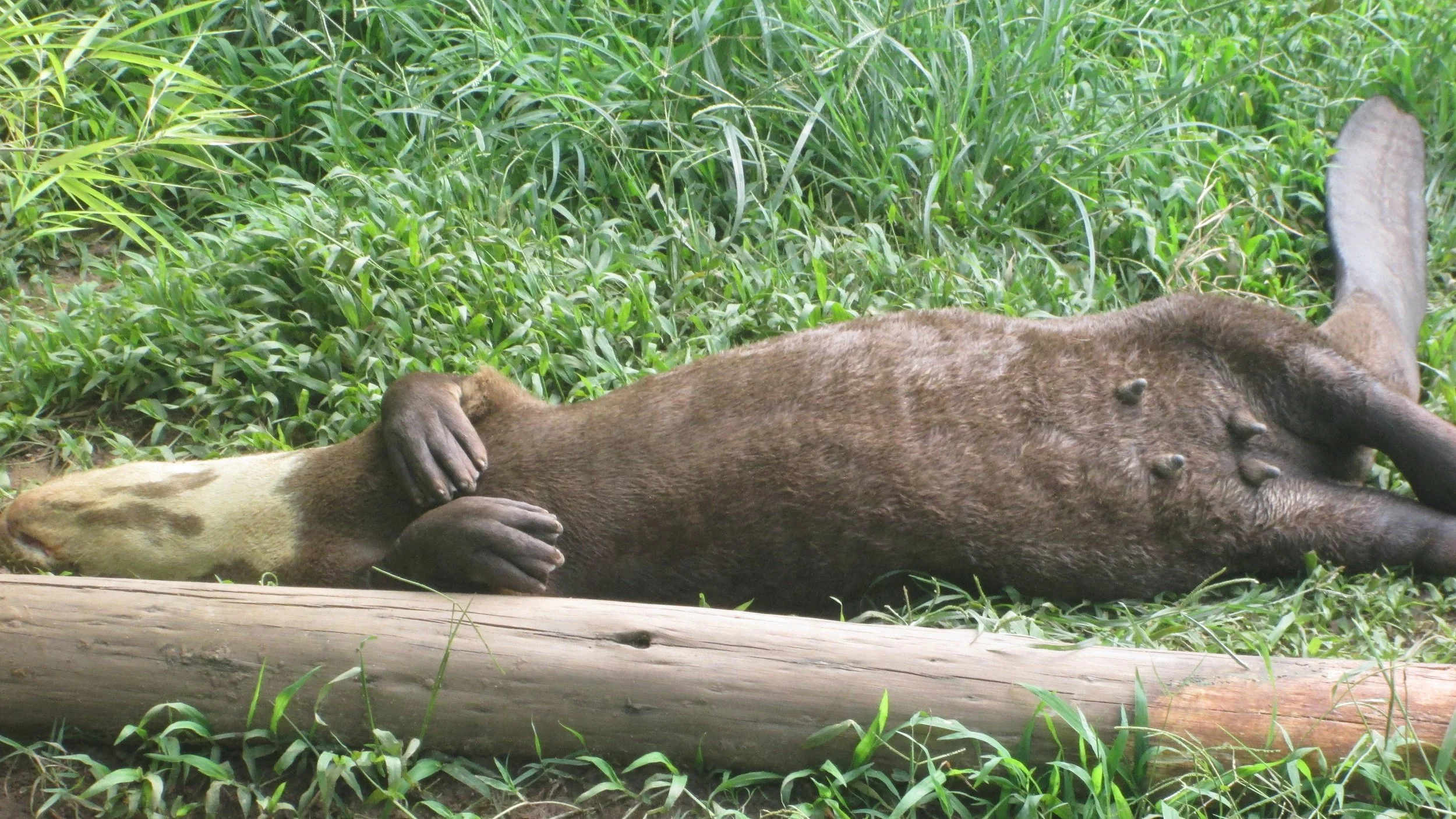 Inovati-Zoo-Sorocaba-01.04.-16-27.jpg