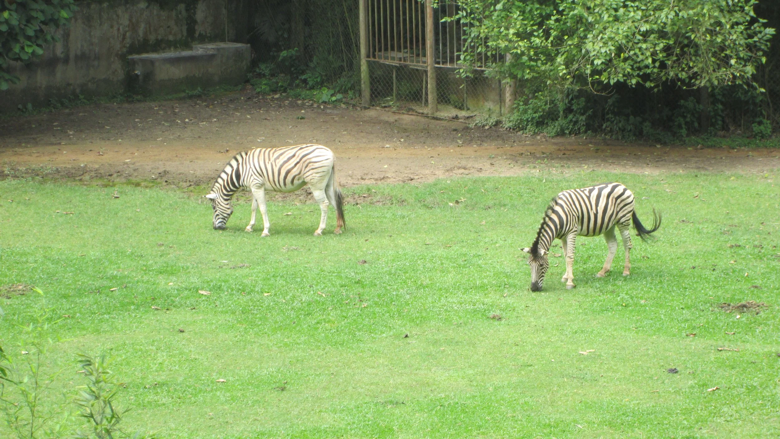 Anglo-Araras-Zoo-São-Paulo-01.12.-15-121.jpg
