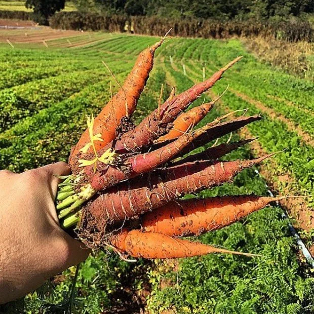 colunas-s-simplesmente-organicos_3.jpg