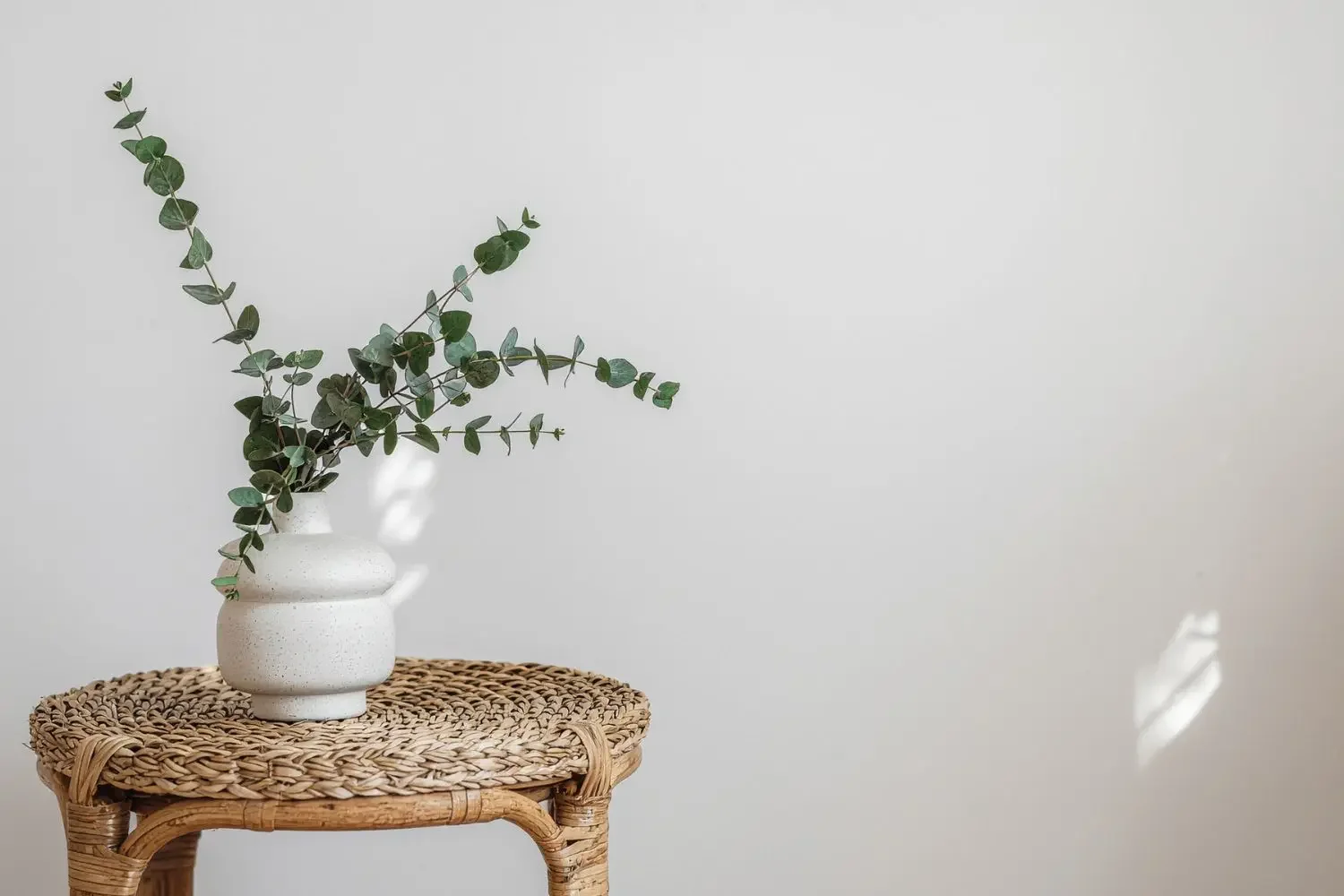 A minimal, calm interior with green leafy plant in a stone vase, representing evidence-based Cognitive Behavioural Hypnotherapy for high-functioning anxiety and stress.