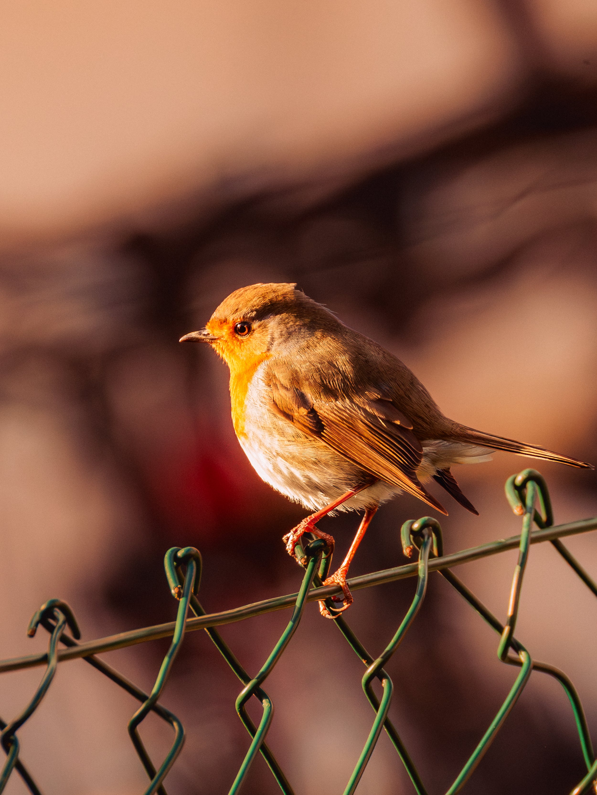 Rotkehlchen auf Zaun