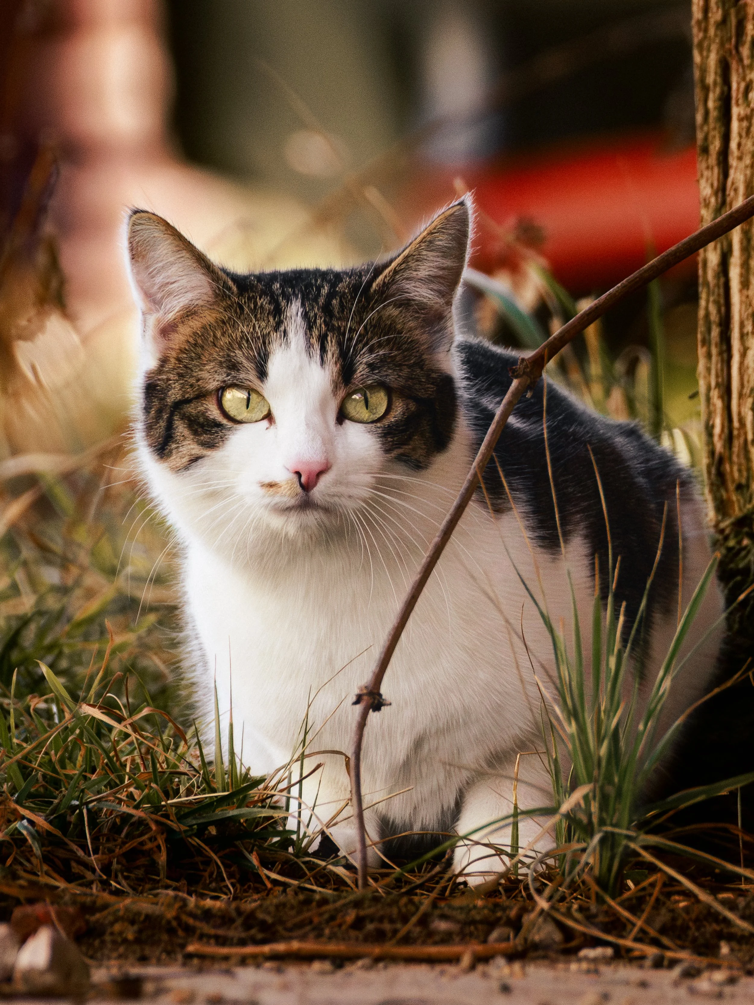 Die Katze vom kleinen Wertstoffhof