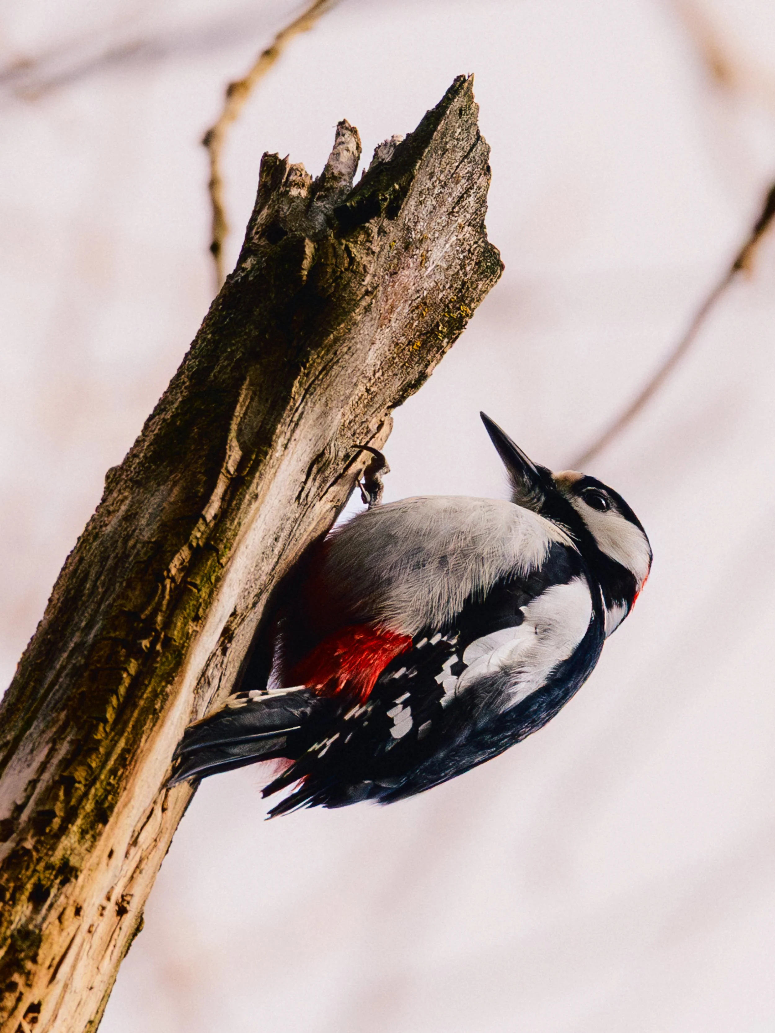 2024 Birb (1 von 1).jpg