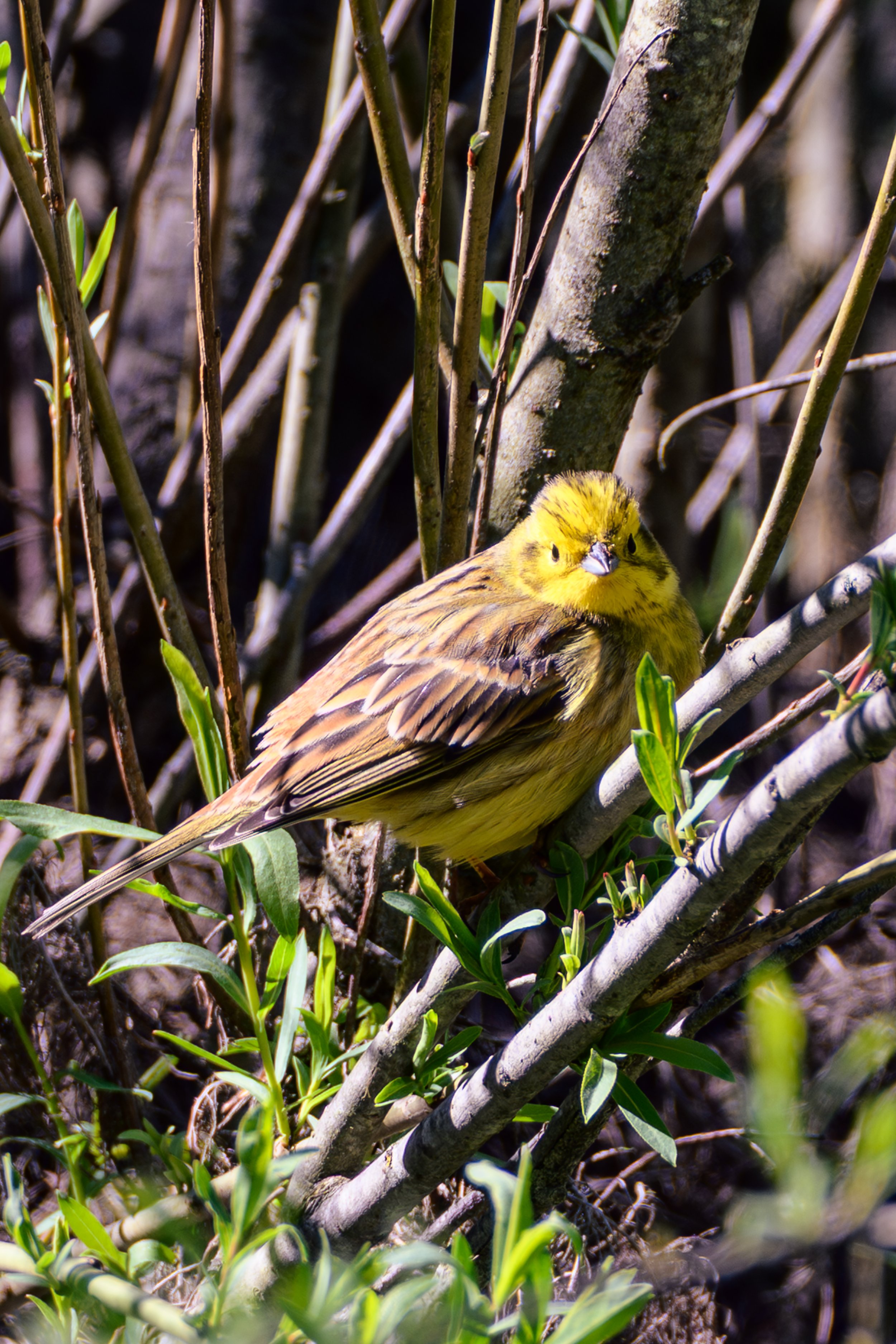 NZ8_2900.jpg