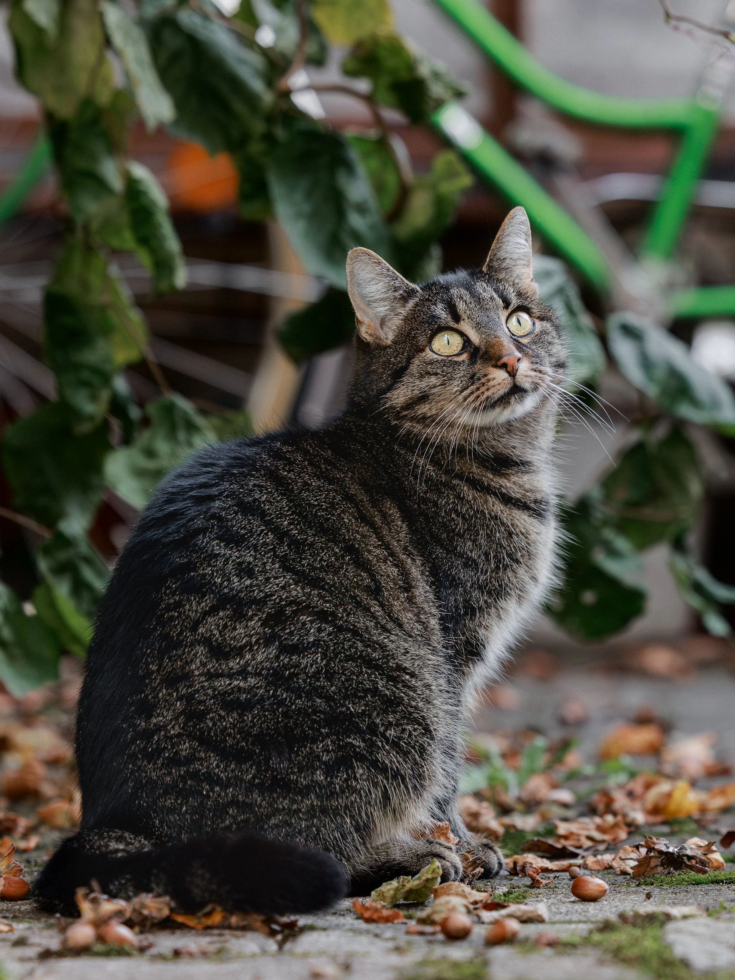 Eine Katze, meine Katze