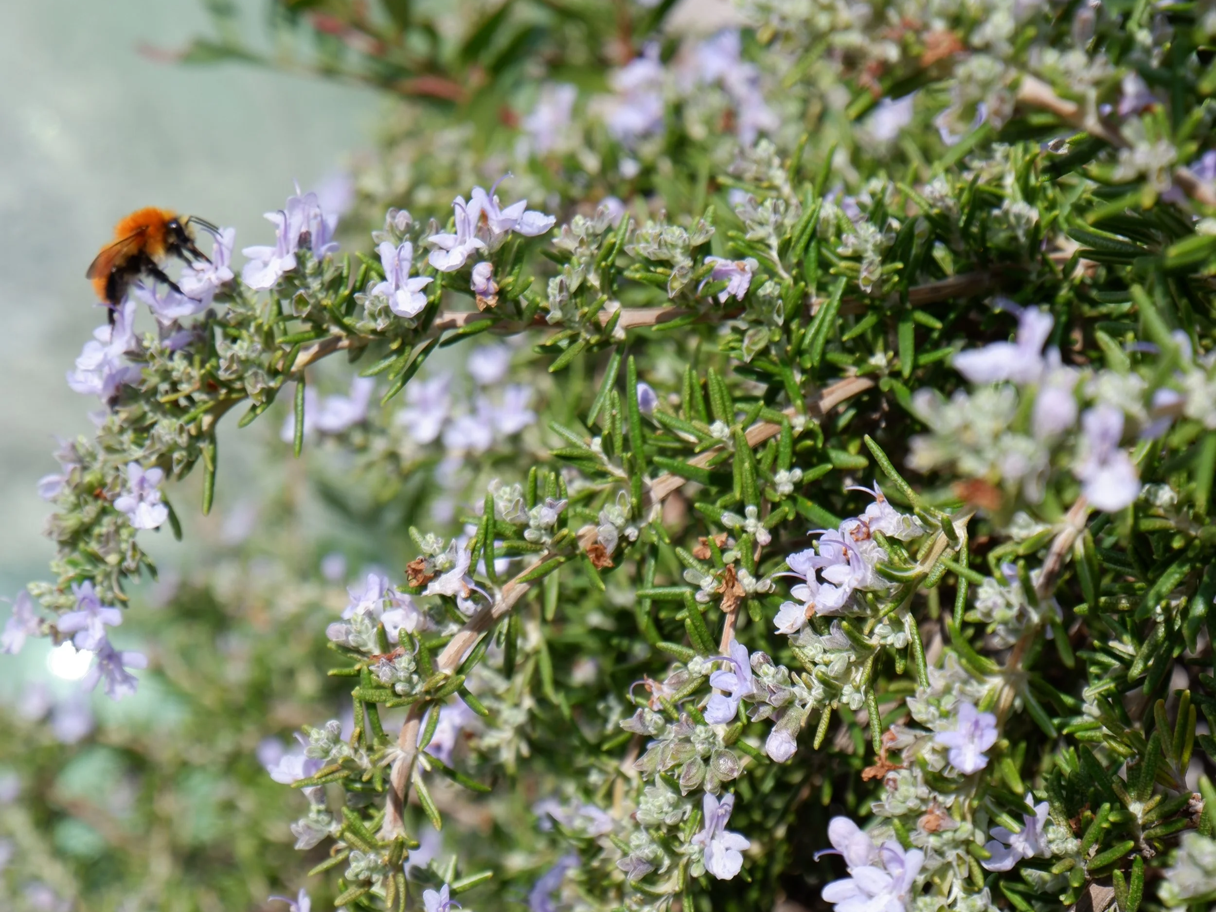Een bij die op een tak van een rozemarijnplant met kleine paarse bloemen zit.