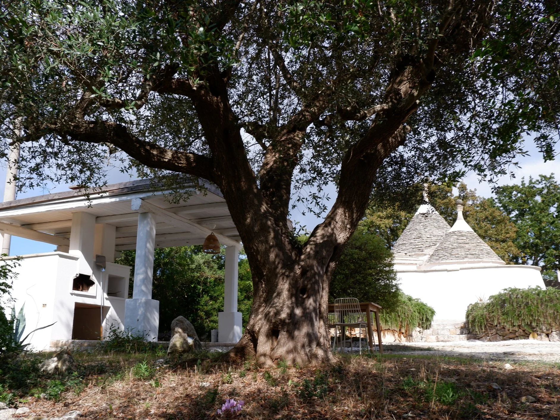 Een grote boom met een dikke stam in een tuin, met witte gebouwen en twee conische daken op de achtergrond.