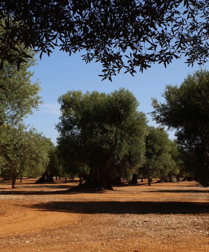Old, grote olijfbomen in een boomgaard onder een blauwe lucht met enkele wolken.