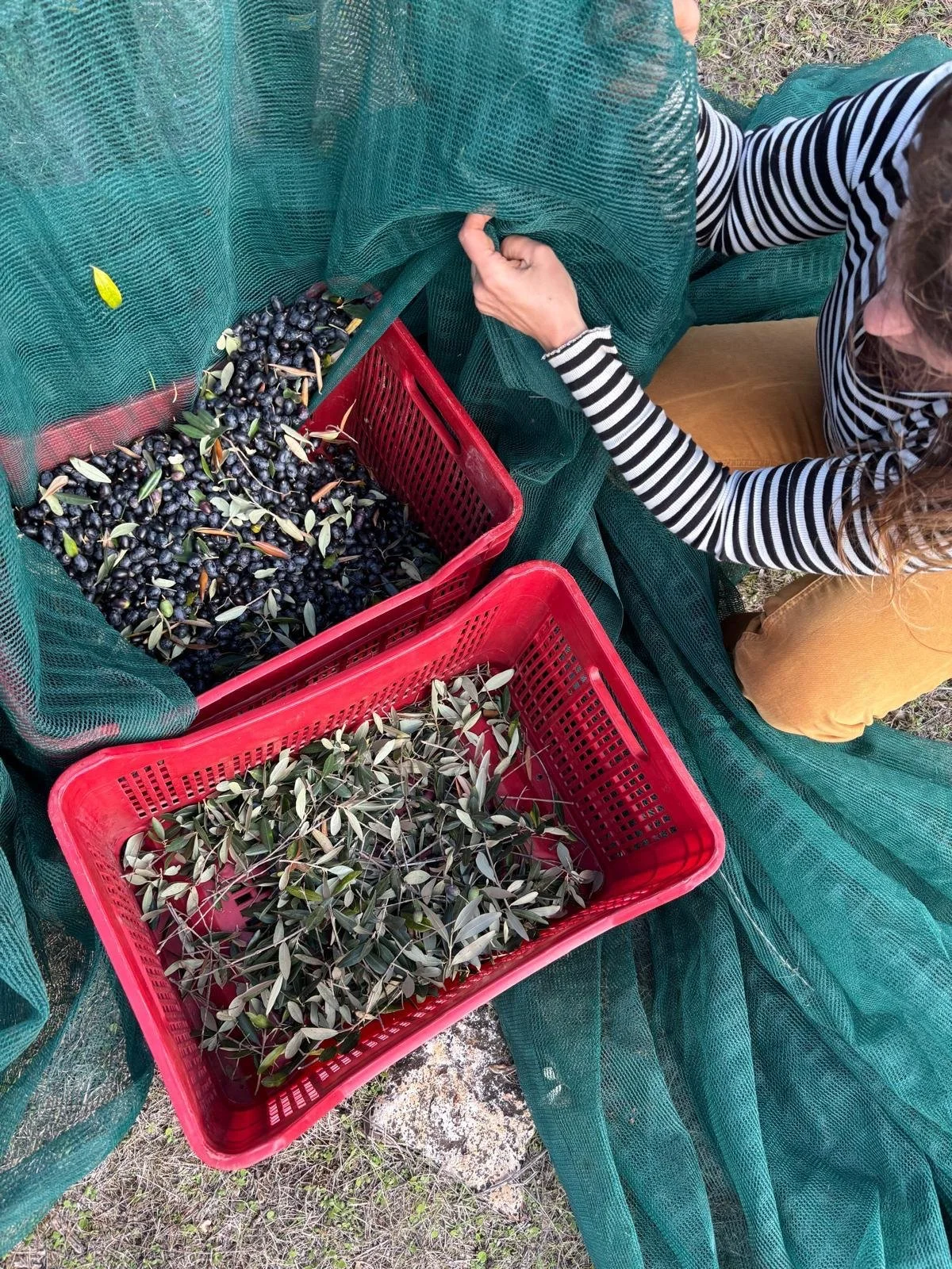 Persoon die olijven plukt en in rode bakken verzamelt, omringd door groene netten en bomen.