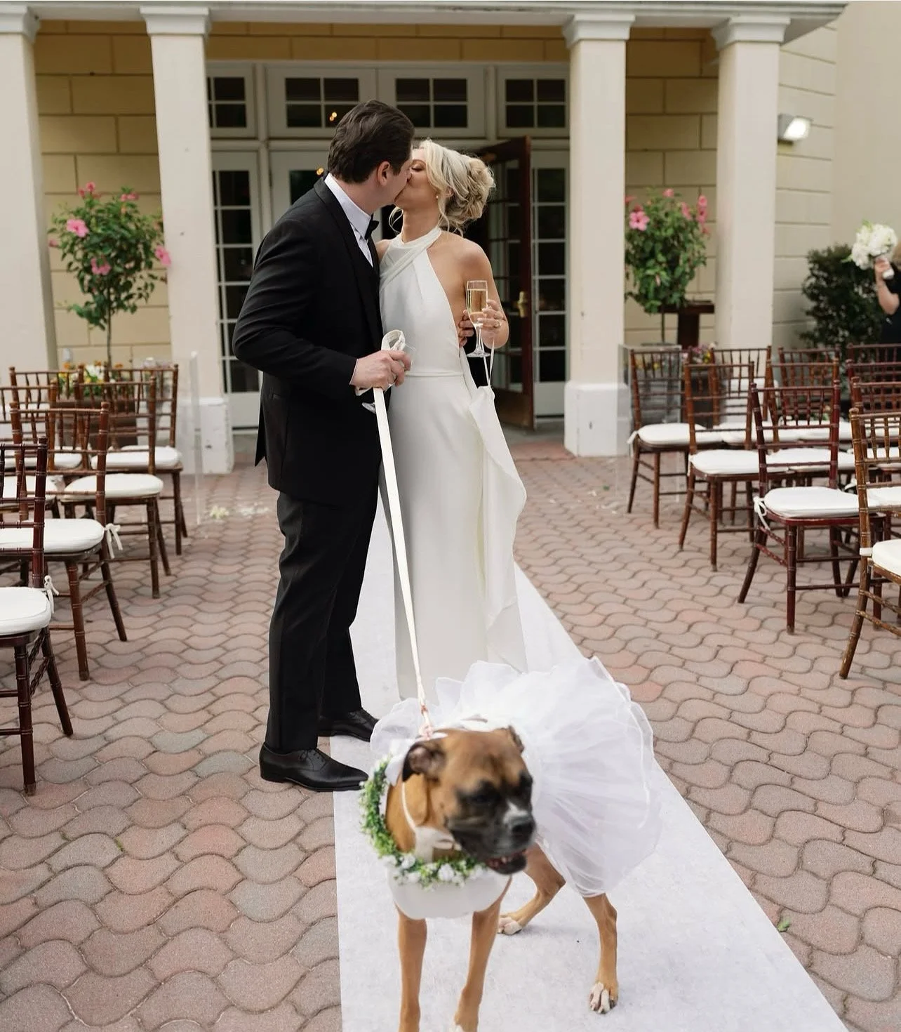 A newlywed couple sharing a kiss during their wedding ceremony, with a dog dressed in a wedding dress in front of them, holding a leash in its mouth.