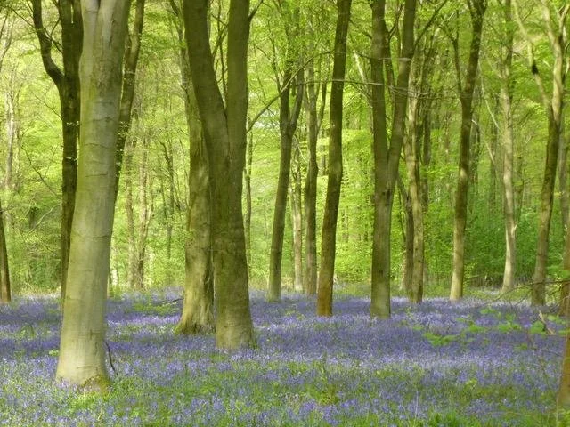 Bluebell Woods.jpg