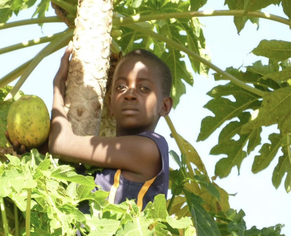 Ein Junge umarmt einen Baum mit Papaya-Früchten und ist von großen grünen Blättern umgeben.