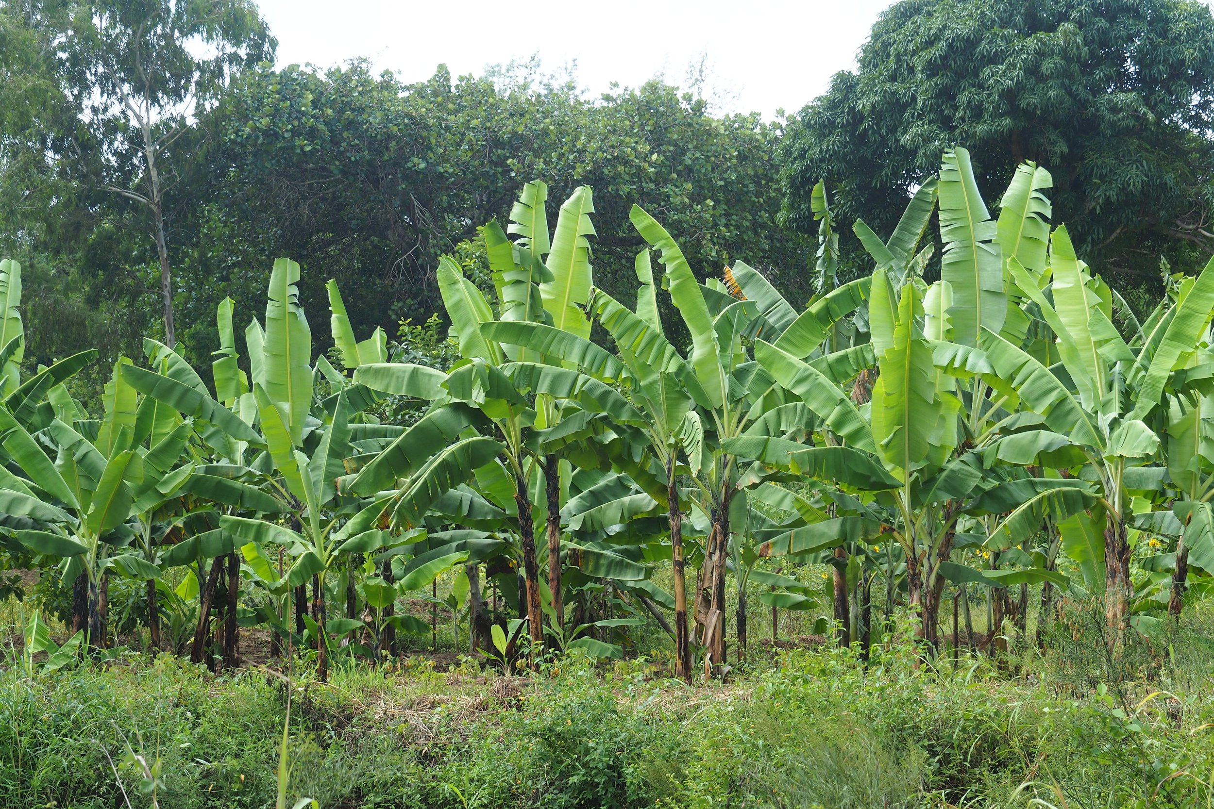 9 — 2024  Bananen sind genügsame Pflanzen