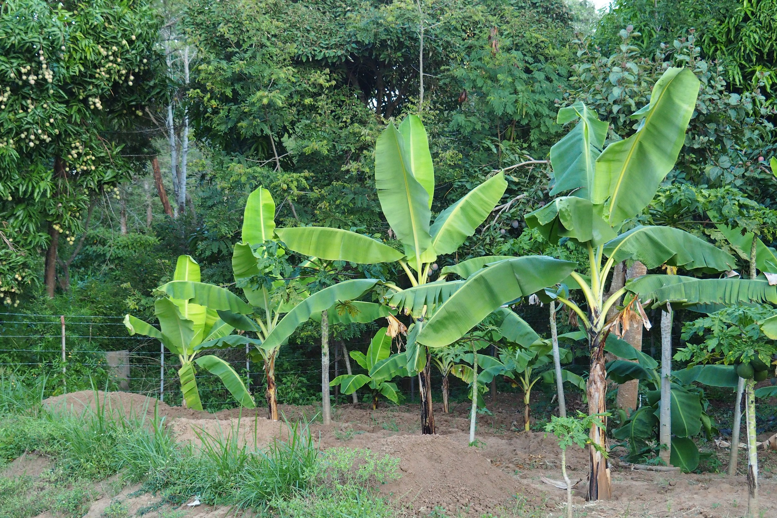 8 — 2023 neue Bananenpflanzen