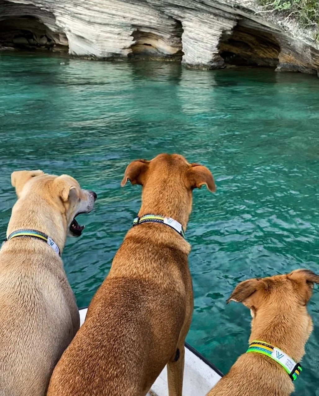 Bahamian Potcakes sporting Bahamian pride with their @harbourislandcanvas collars. Happy Independence Day!
.
.
.
.
.
.
#bahamas #independenceday #potcakes #bahamianpotcake #boatdogs #islanddogs #islandlife #itsbetterinthebahamas