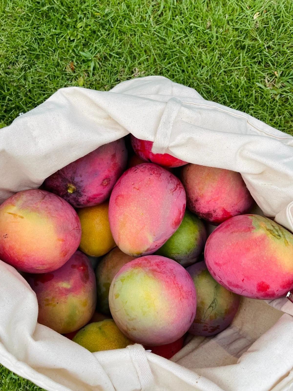 A Tasting Flight of Mangoes