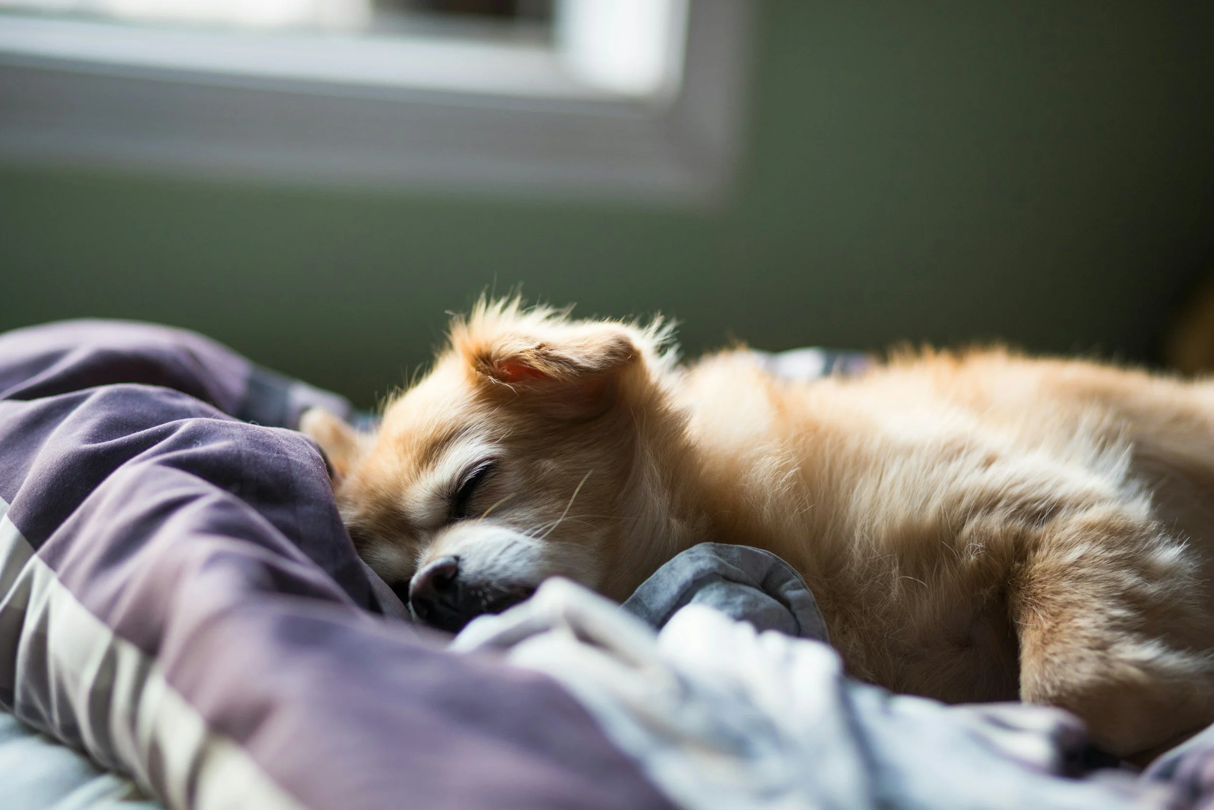 A tan and white dog sleeping on a bed with purple and gray bedding, near a window with sunlight coming through.