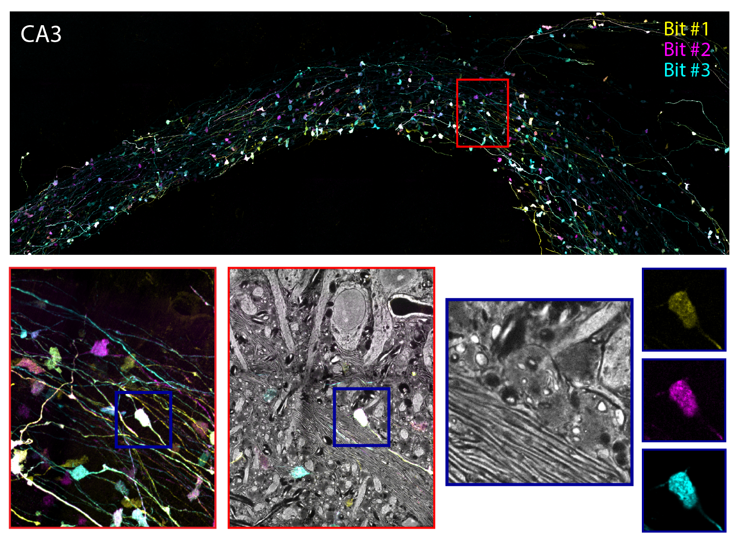 E11 Bio’s methods for highly multiplexed imaging in expansion microscopy found success through the FRO model | E11 Bio