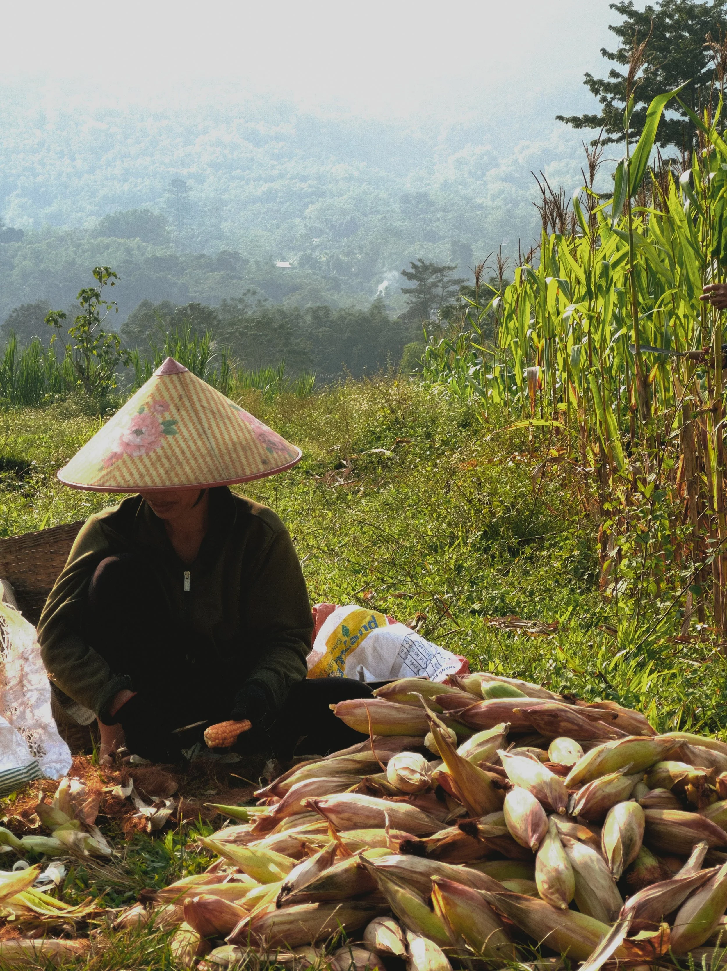 A person wearing a traditional conical hat harvesting corn in a rural field with lush green hills in the background.