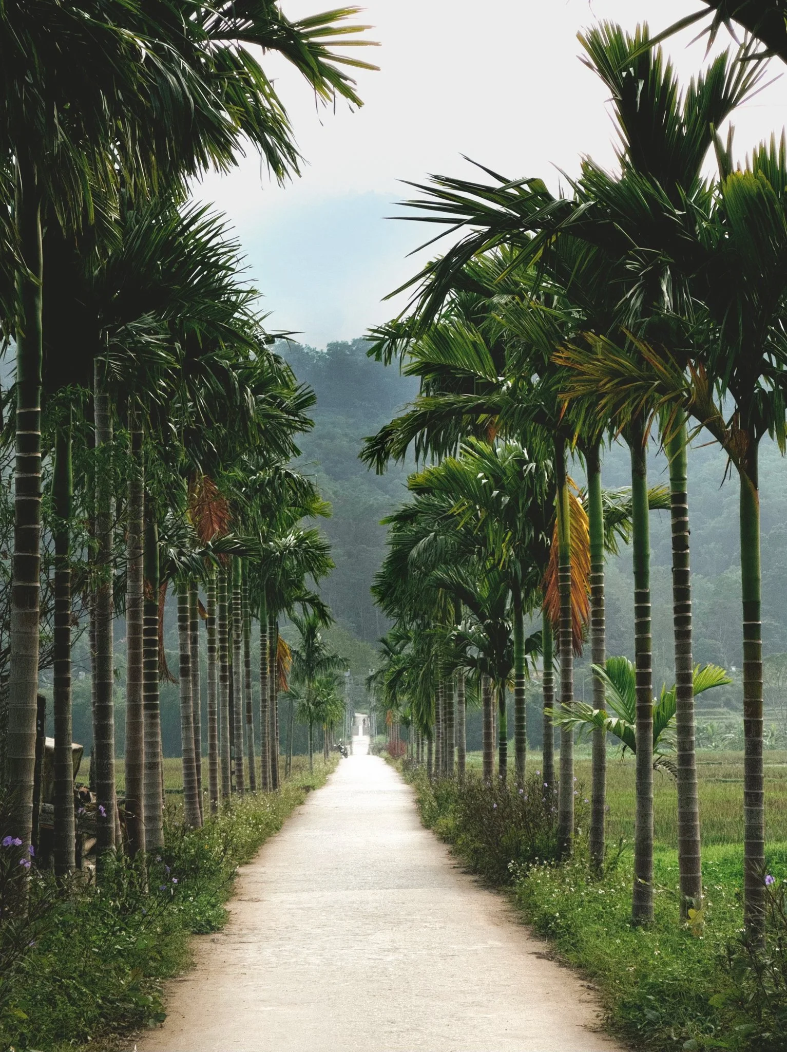 A dirt pathway lined with tall palm trees on both sides, leading into a foggy mountain landscape.