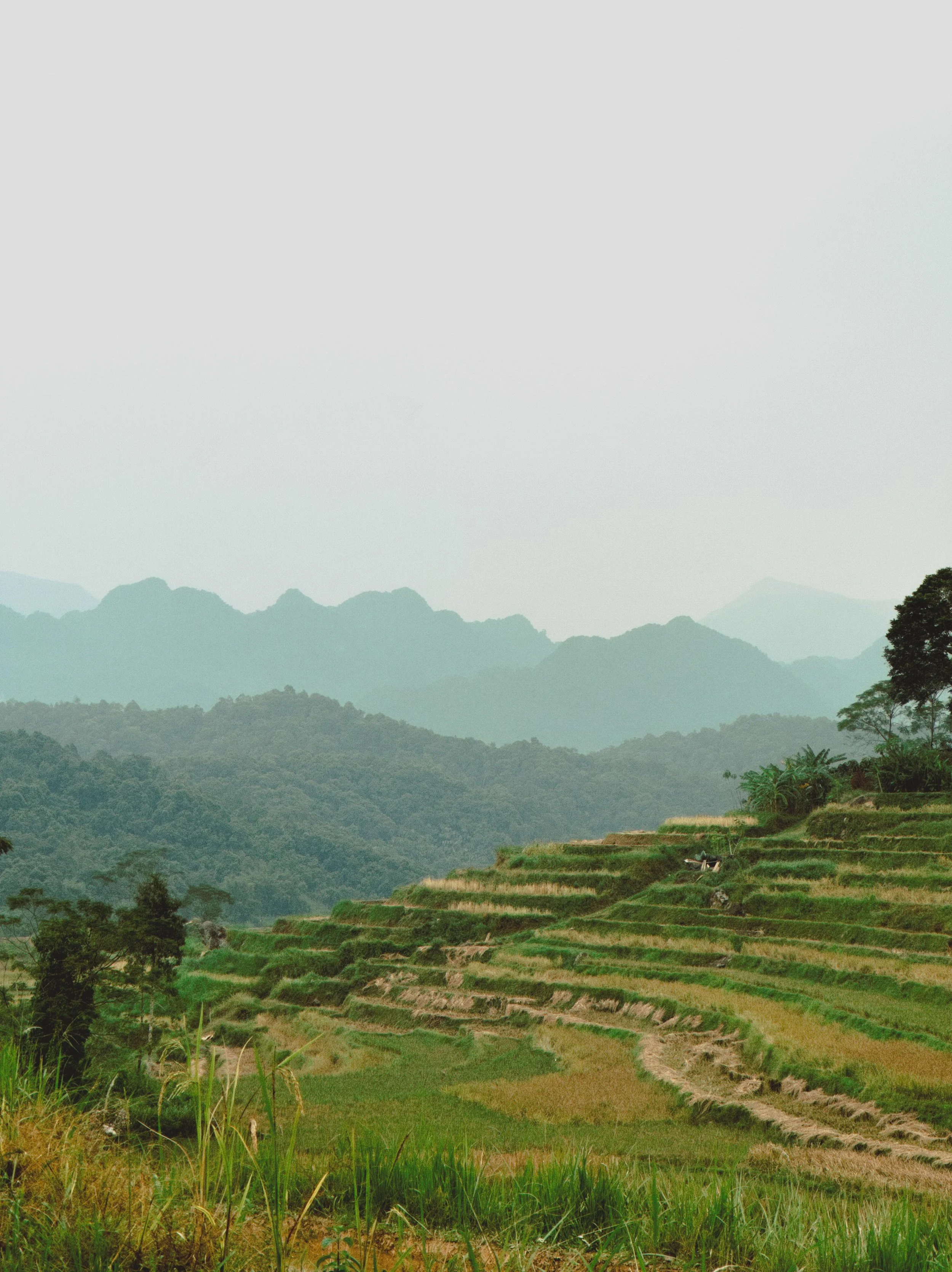Terraced rice fields on a hillside with lush green trees and mountain ranges in the background under a cloudy sky.