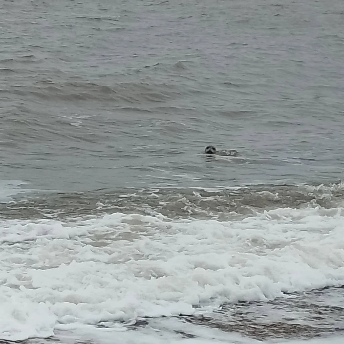So after our initial concern that this was a drowning dog, we were amazed that we had actually spotted a seal in the water at Great Yarmouth. It also came onto land shortly afterwards as well! Definitely worth braving the cold for!

#brightskytutor #
