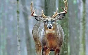 Deer Recovery