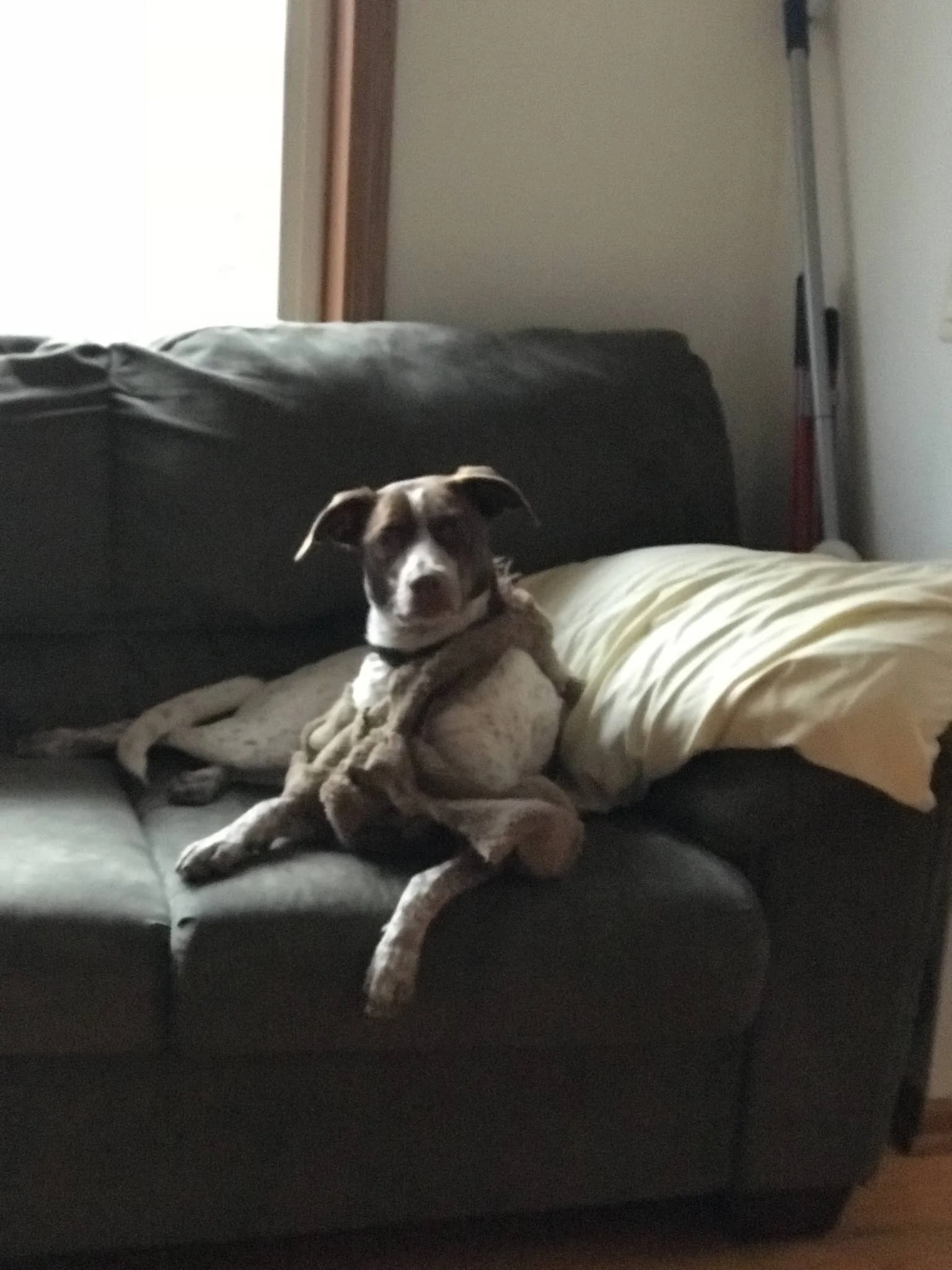 Pet/Farm Animal Recovery