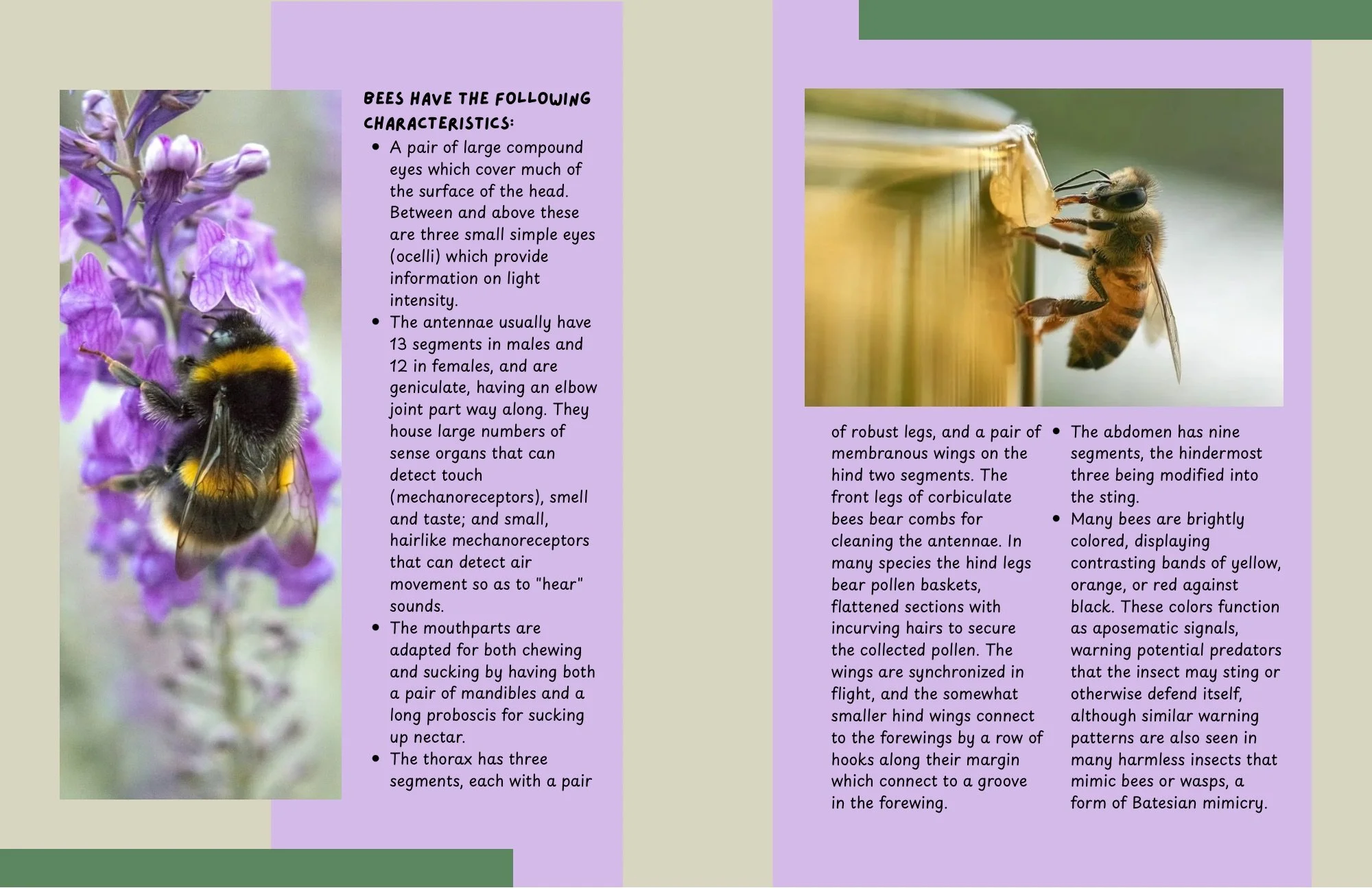 e winged insects that form a monophyletic clade Anthophila within the superfamily Apoidea of the orderHymenoptera, with over 20,000 known species in seven recognized families.Some species, including honey bees, bumblebees, and stingless bees, are - 3.jpeg