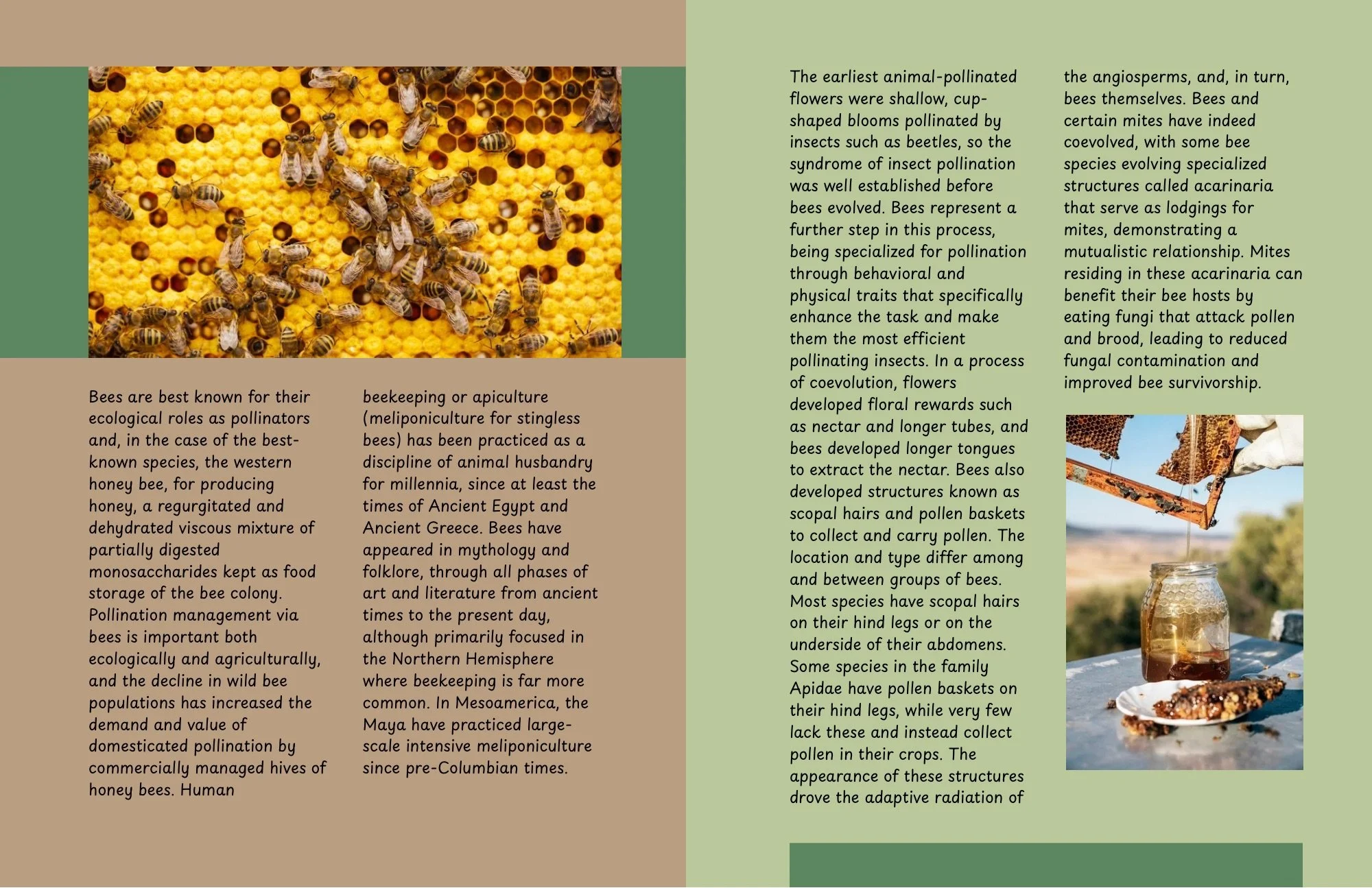 e winged insects that form a monophyletic clade Anthophila within the superfamily Apoidea of the orderHymenoptera, with over 20,000 known species in seven recognized families.Some species, including honey bees, bumblebees, and stingless bees, are - 2.jpeg