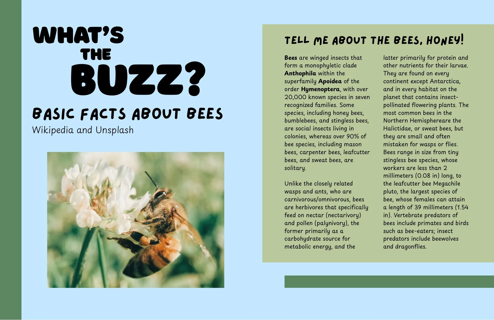 e winged insects that form a monophyletic clade Anthophila within the superfamily Apoidea of the orderHymenoptera, with over 20,000 known species in seven recognized families.Some species, including honey bees, bumblebees, and stingless bees, are - 1.jpeg