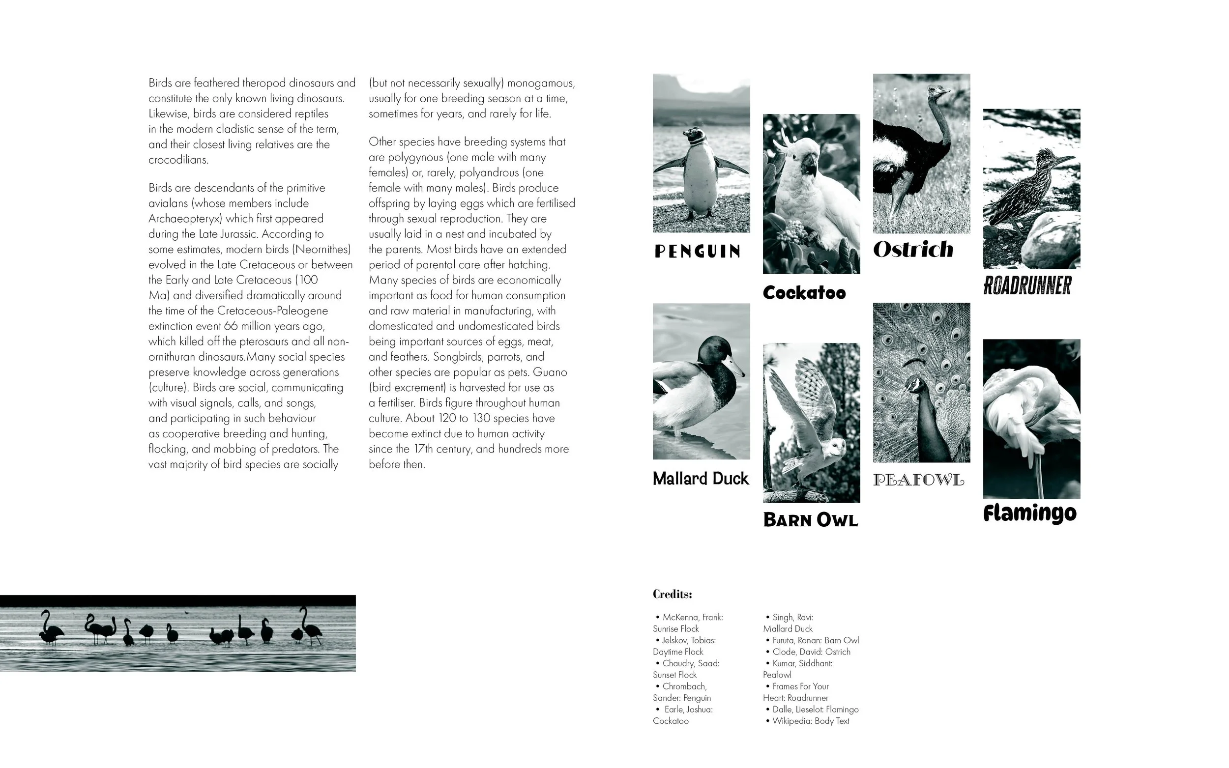 Wonderful World of Birds Spread 2
(March 2025)