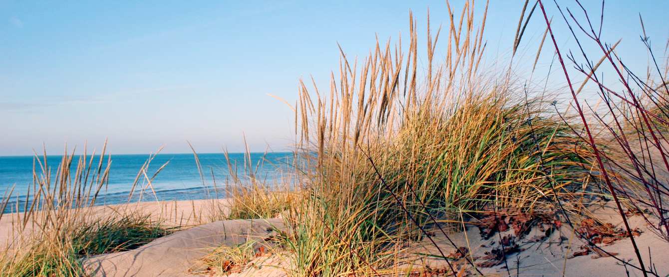 Sandy beach with beach grasses and ocean in the background under a clear blue sky.