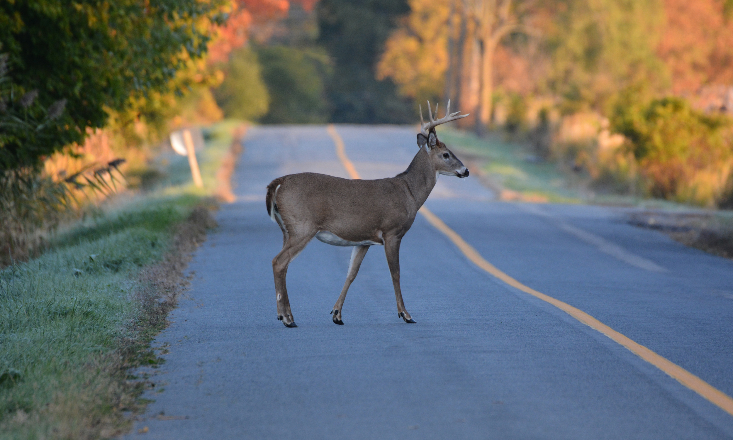 Do I Need Comprehensive Coverage for Deer Damage?&nbsp;