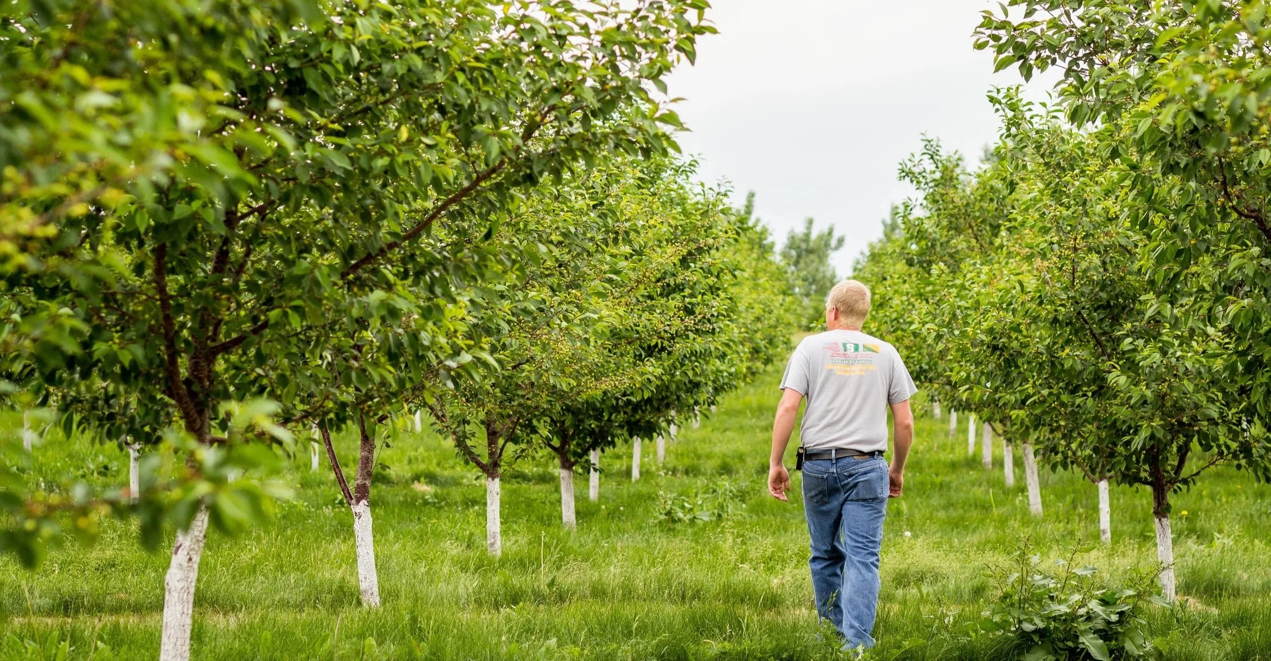 A man walking through an orchard with green leafy trees, with white paint on the tree trunks, on a cloudy day.