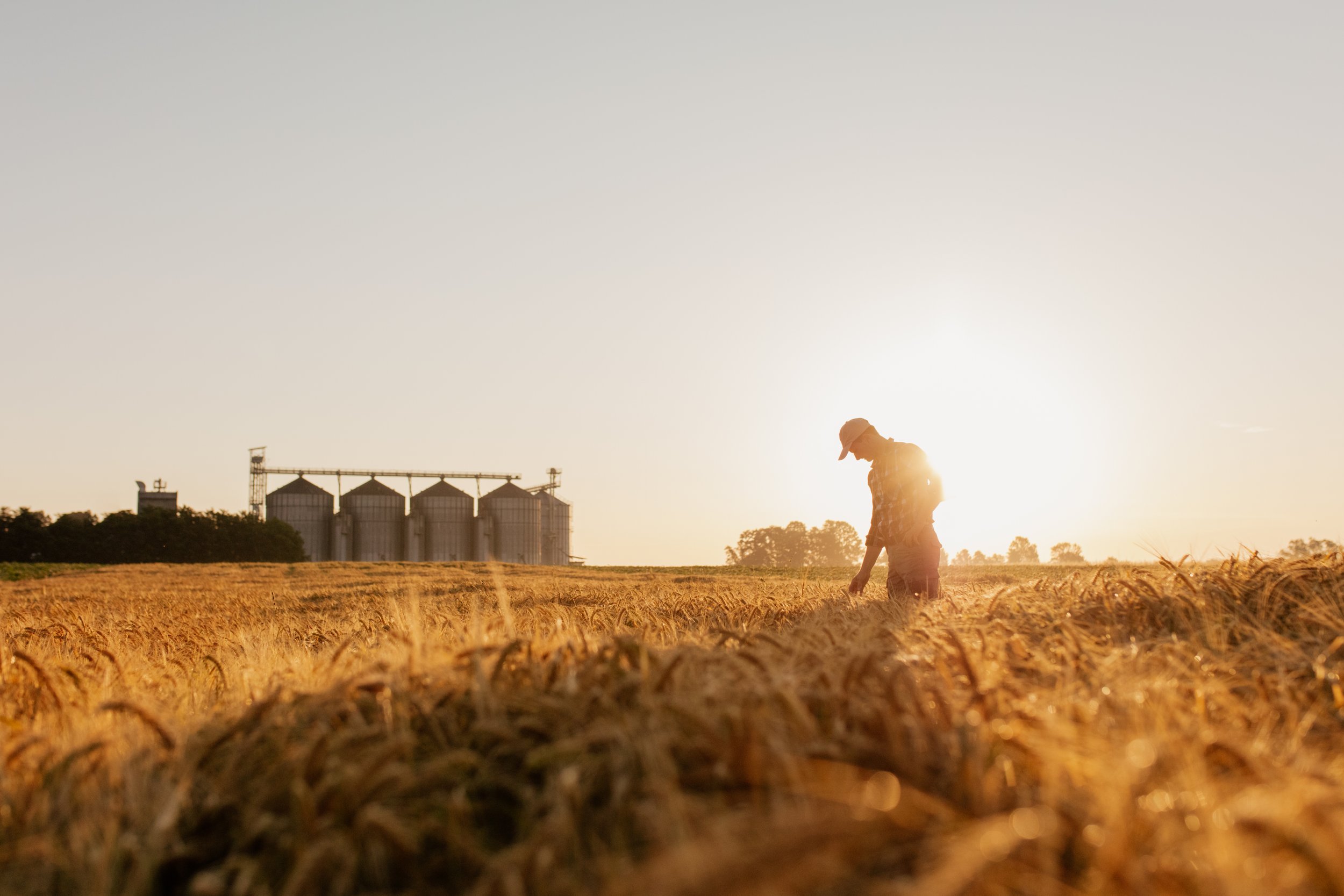 Farmer walking through a golden wheat field at sunset, with silos in the background.