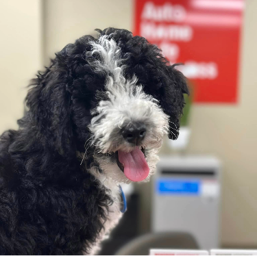 A black and white curly-haired dog with its mouth open and tongue out, in an indoor setting.