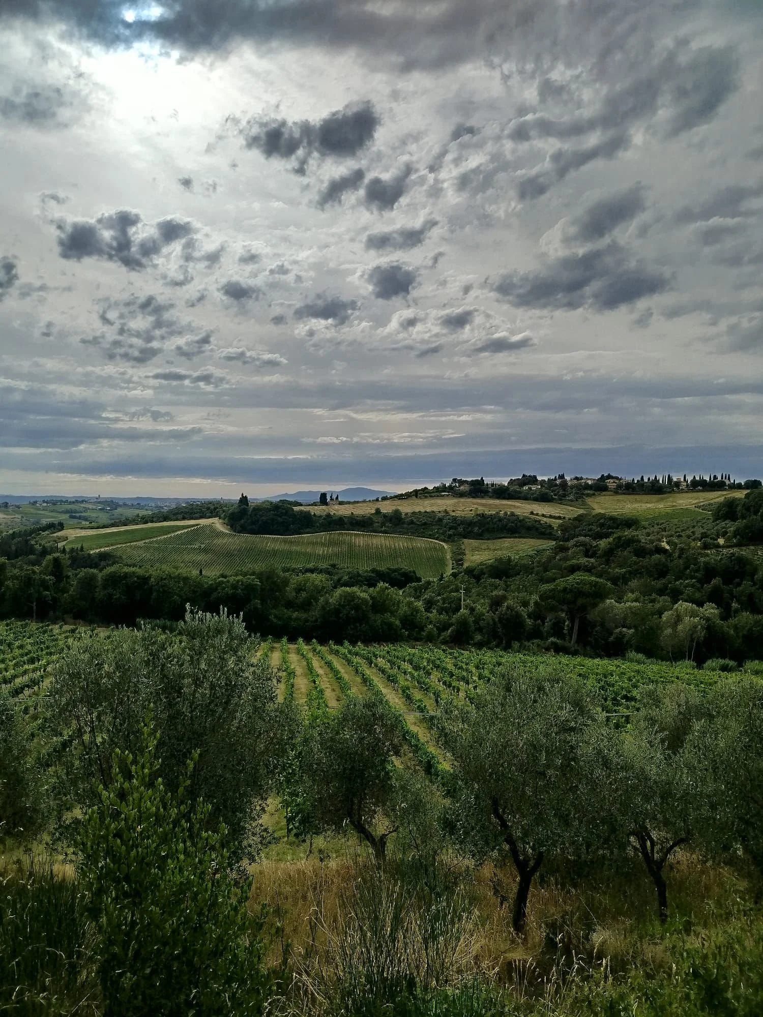 Scenic view of a lush, green vineyard and rolling hills under a cloudy sky.
