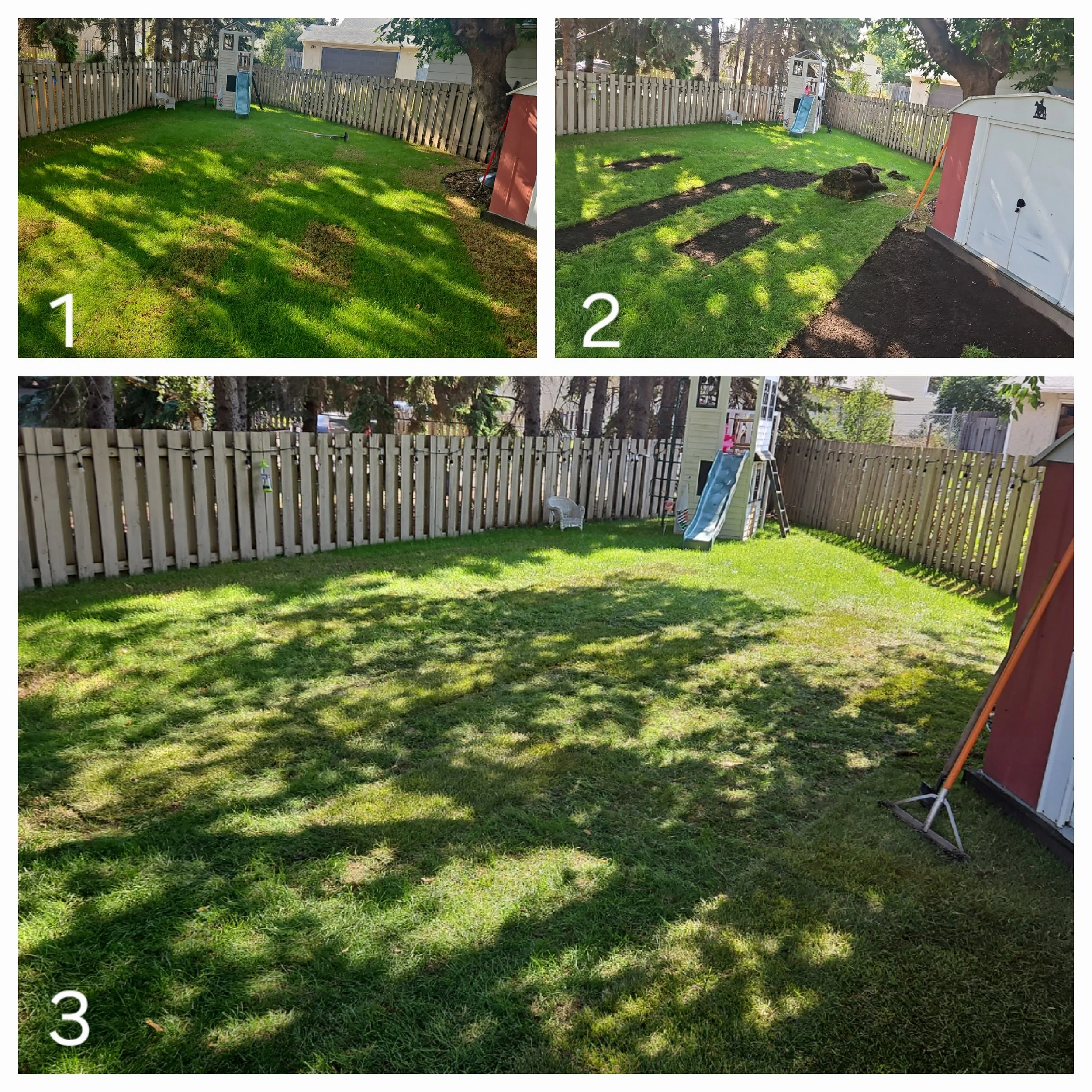 Sequence of three images showing the process of lawn renovation in a backyard with a wooden fence. The first image shows the lawn with uneven patches and some areas of dead grass. The second image shows the lawn with trenches dug out and soil removed