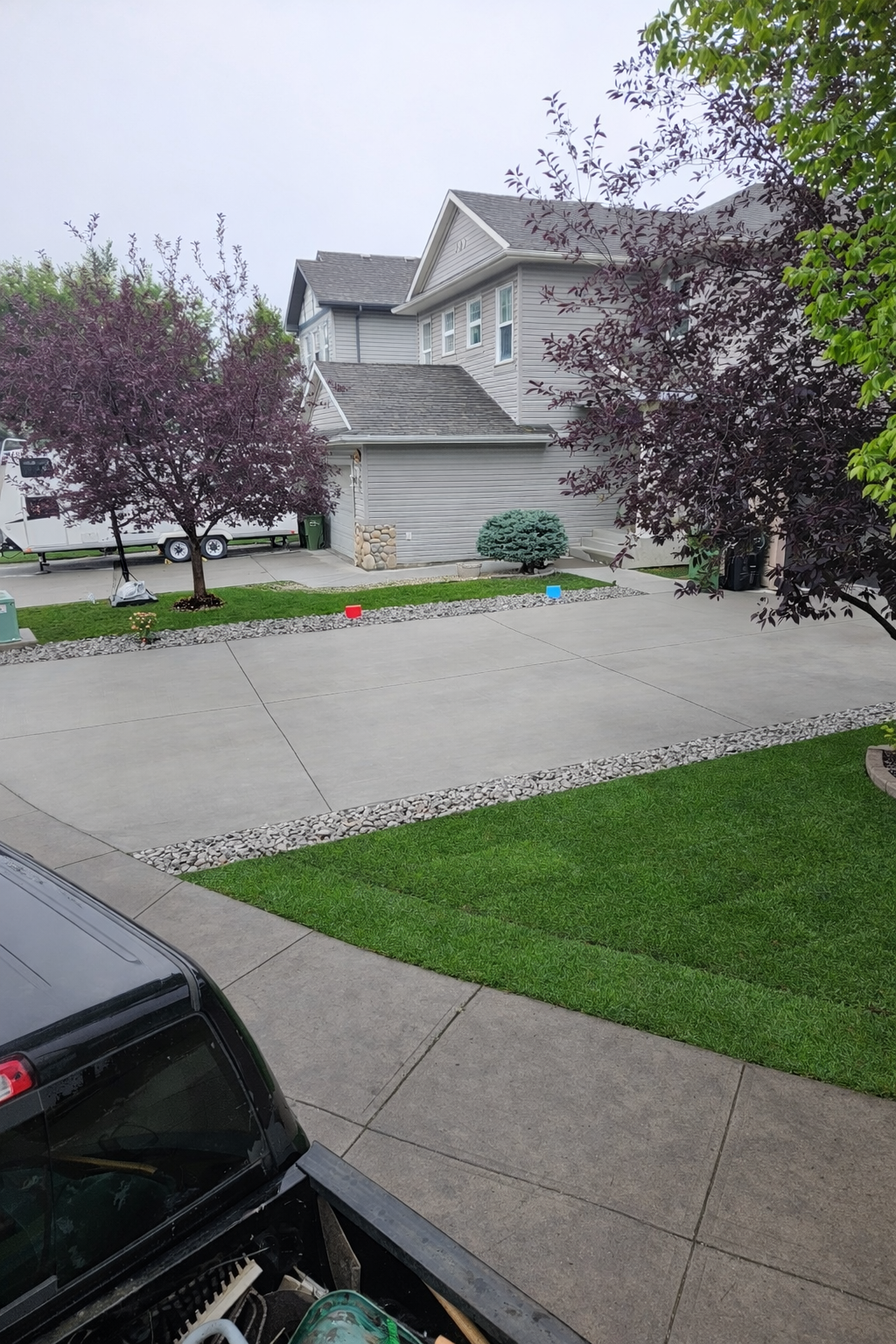 View of a suburban front yard with a concrete driveway, two purple-leaved trees, a small green bush, and a house with gray siding. A black truck is partially visible in the bottom left corner.