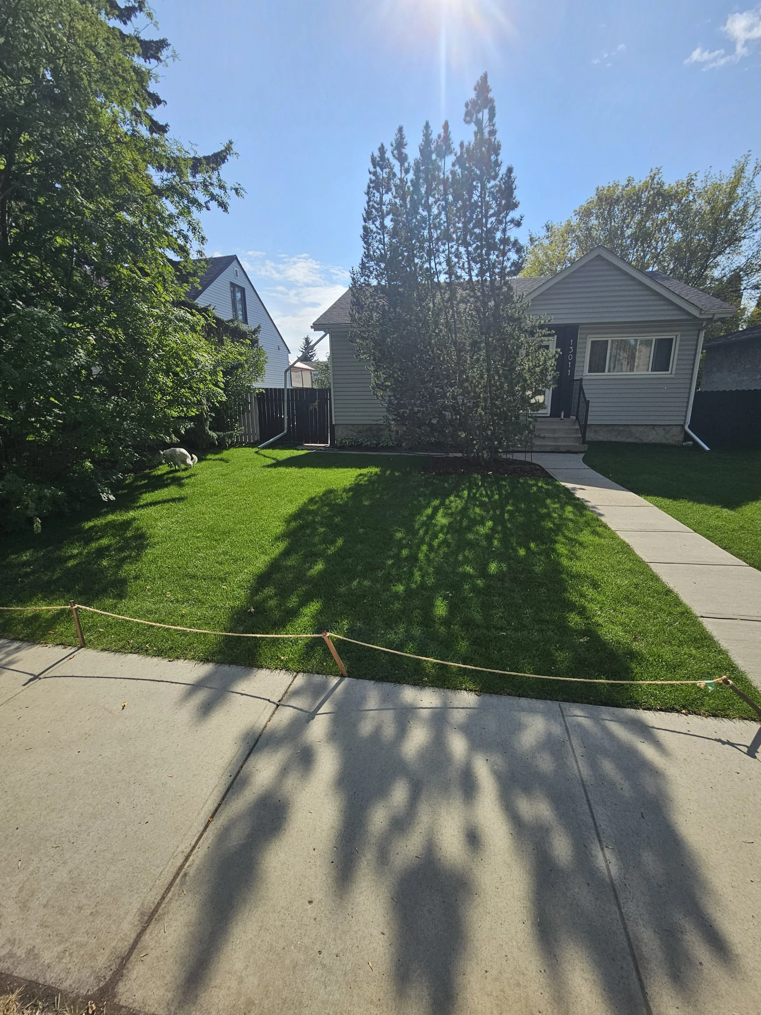 Front yard of a house with a sidewalk, green lawn, large tree, bushes, and a small dog on the left side; house has stairs and a black door, with sunlight streaming from above.