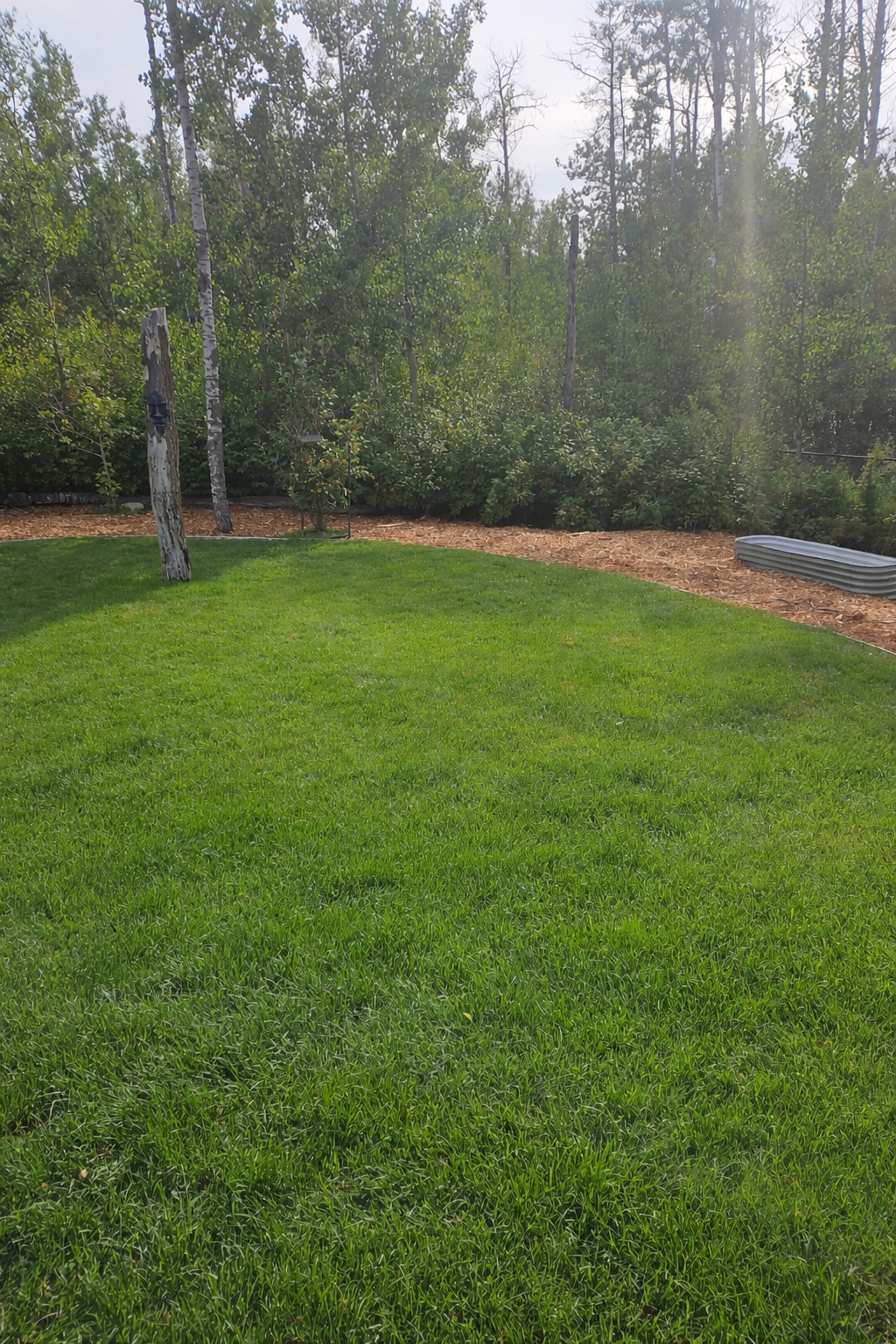 A backyard with green grass, a weathered tree trunk, a small tree, a flower and plant support, and an area with wood chips and a curved metal border, with trees and bushes in the background.