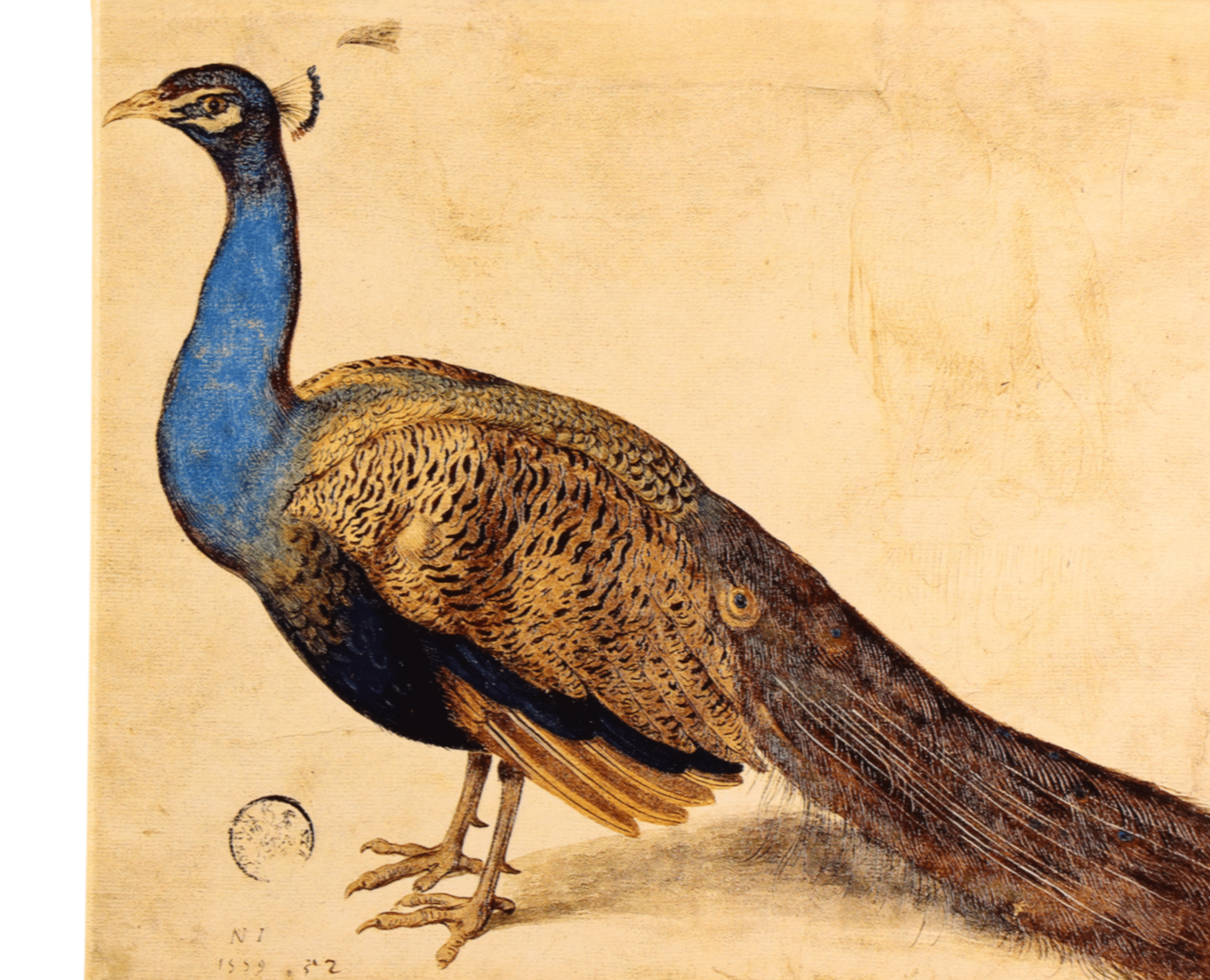 Detailed vintage illustration of a peacock with vibrant blue head and brown body, standing on a beige background.