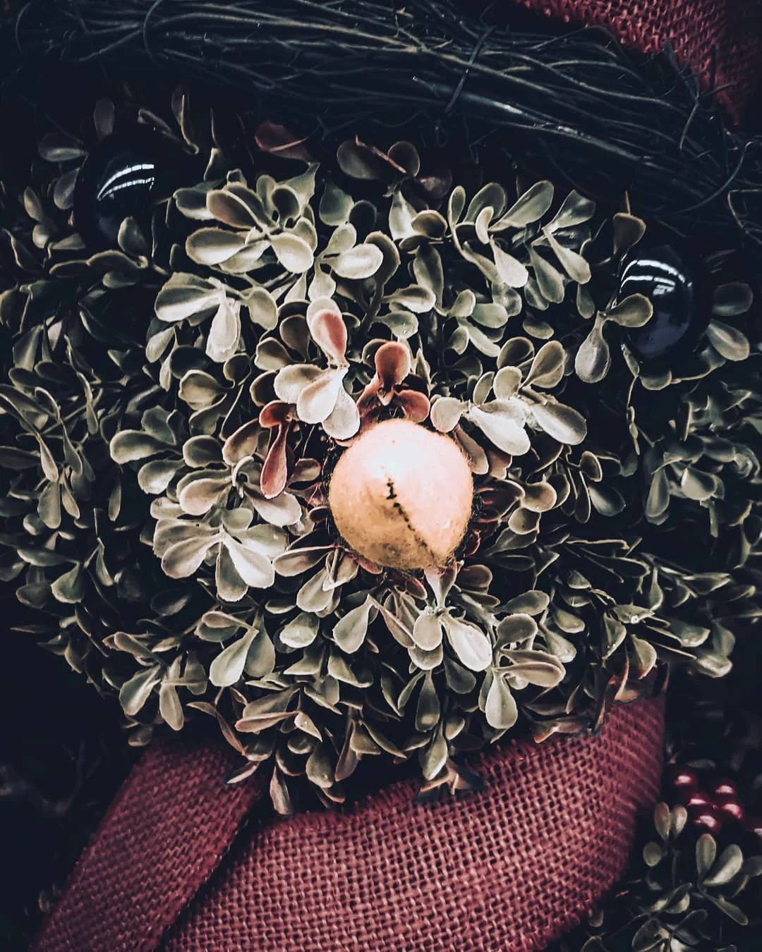 Close-up of a textured beige and pink spherical object nestled in lush green foliage with small rounded leaves, surrounding a dark surface with faint reflections, and placed on a red woven fabric.