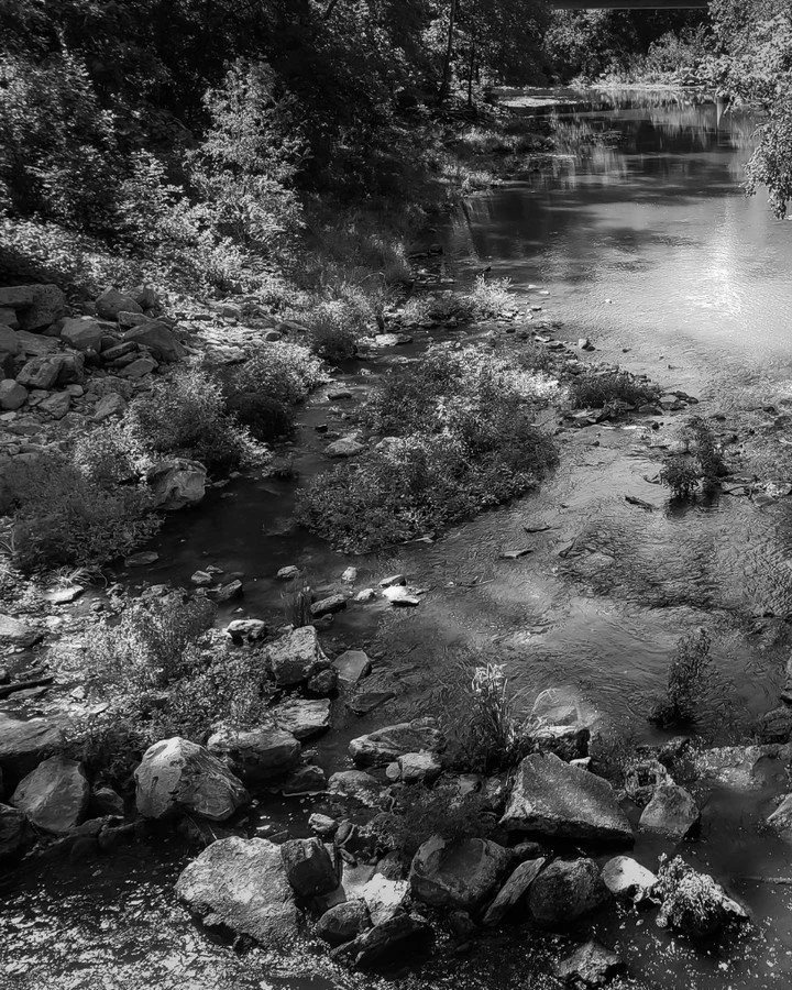 A black and white photo of a river flowing through a forest with rocks and bushes along the banks.